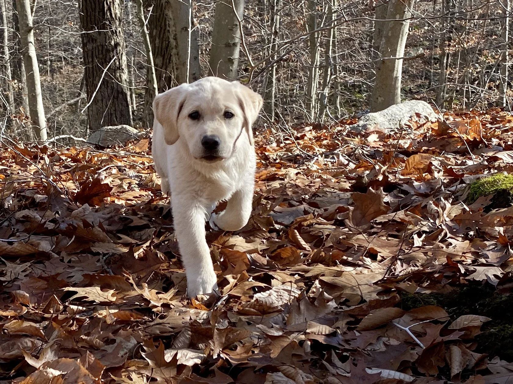 A Yellow Labrador Retriever puppy walking through a forest with fallen autumn leaves and trees in the background.