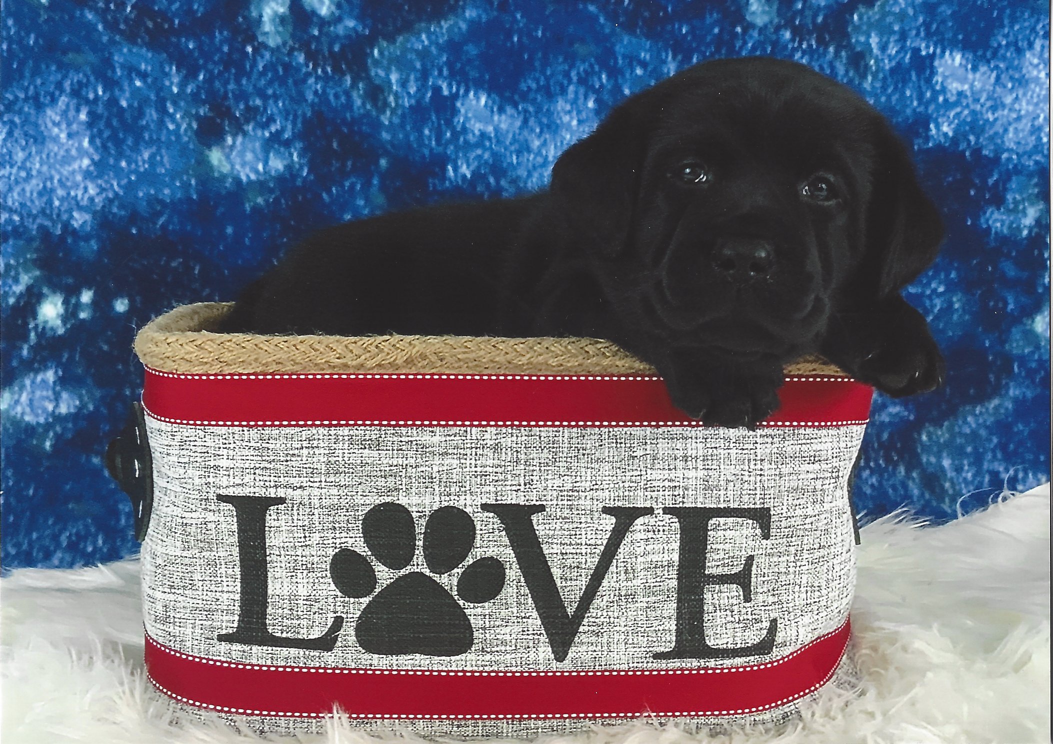 A black puppy lying inside a basket with a love-themed blanket, with a blue textured background.