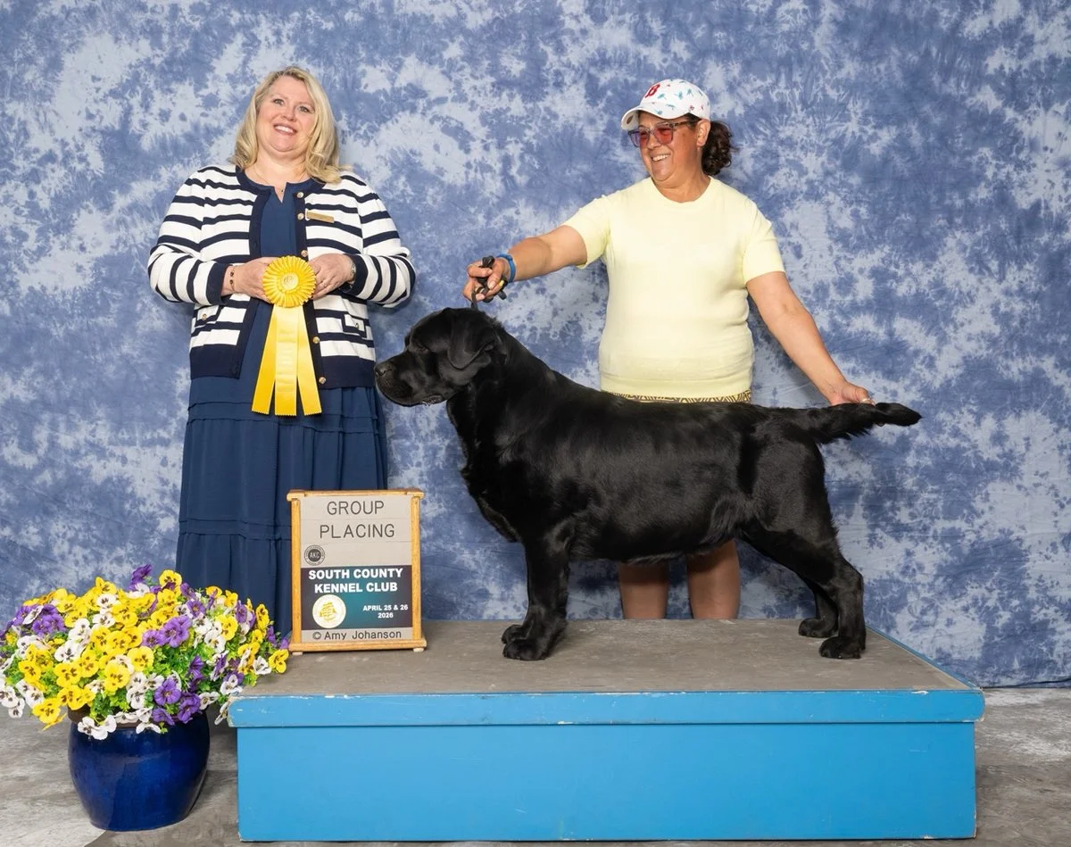 A woman with blonde hair wearing a blue dress and striped blazer holding a yellow ribbon; another woman with glasses, a white hat, and yellow shirt standing behind a large black Labrador retriever on a blue podium, at a dog show in front of a blue background with flowers and a sign that says 'Group Placing' at South County Kennel Club in April 2026.