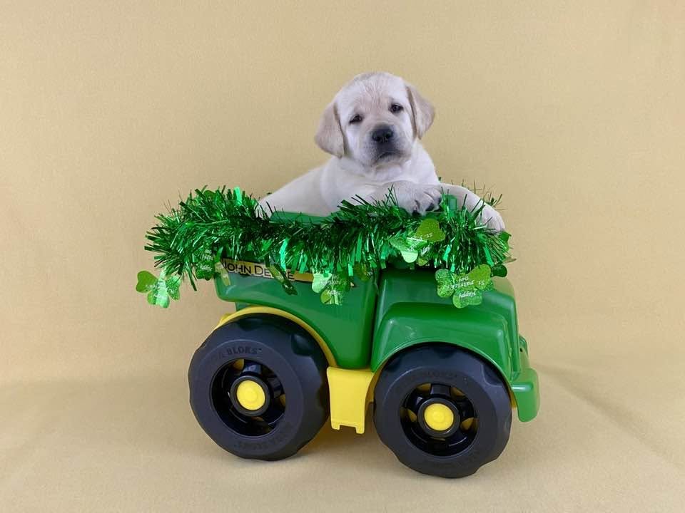 A puppy sitting in a small green toy tractor decorated with green shamrock and tinsel for St. Patrick's Day.