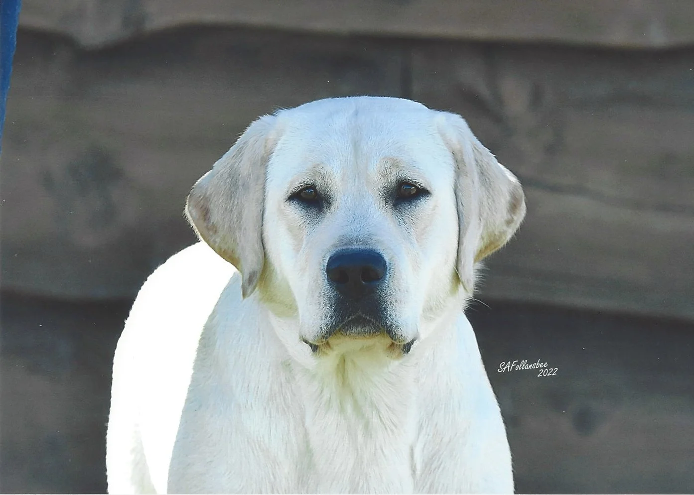 Close-up of a Yellow Labrador Retriever dog with a serious expression, sitting on a dark, possibly muddy surface.