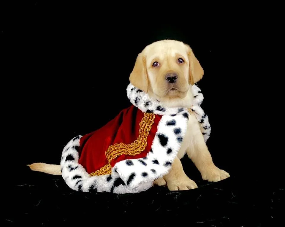 A puppy dressed as a king, wearing a red cape with a white and black fur trim and gold embellishments, sitting against a black background.