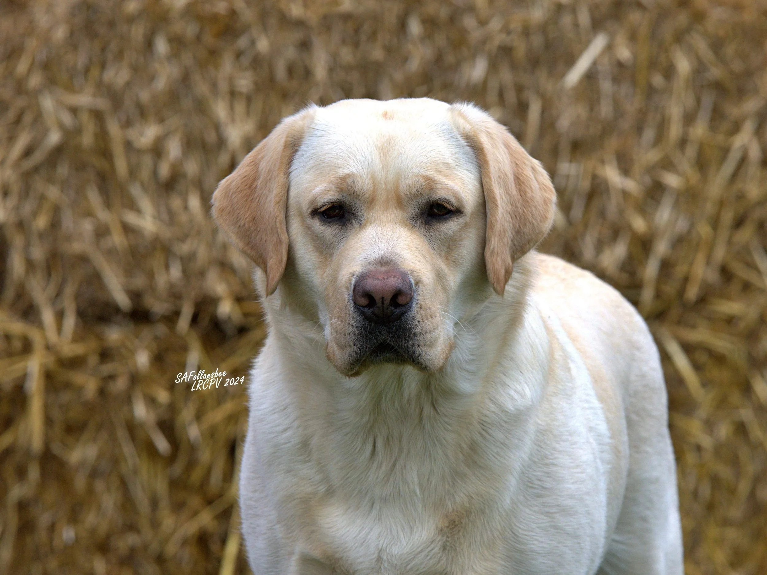 A light-colored Labrador Retriever, on a bed of dried straw or hay outdoors.