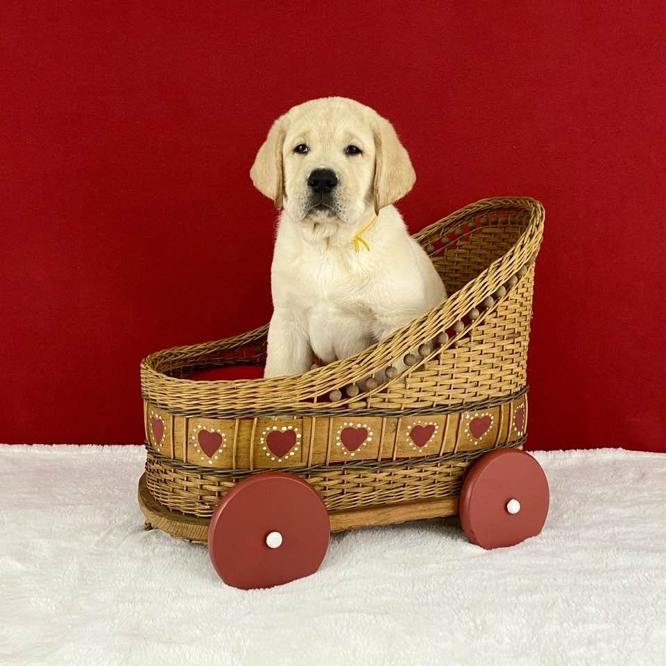 A cute puppy sitting inside a wicker cart with heart decorations, red wheels, and a red background.