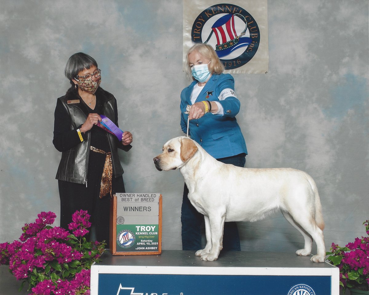 A woman and a judge with a dog at a dog show. The woman is holding a leash attached to a large, light-colored Labrador Retriever. They are standing on a platform with pink flowers on each side. There is a sign that says "Owner Handled Best of Breed Winners" and indicates the event took place on April 10, 2021, at the Troy Kennel Club.