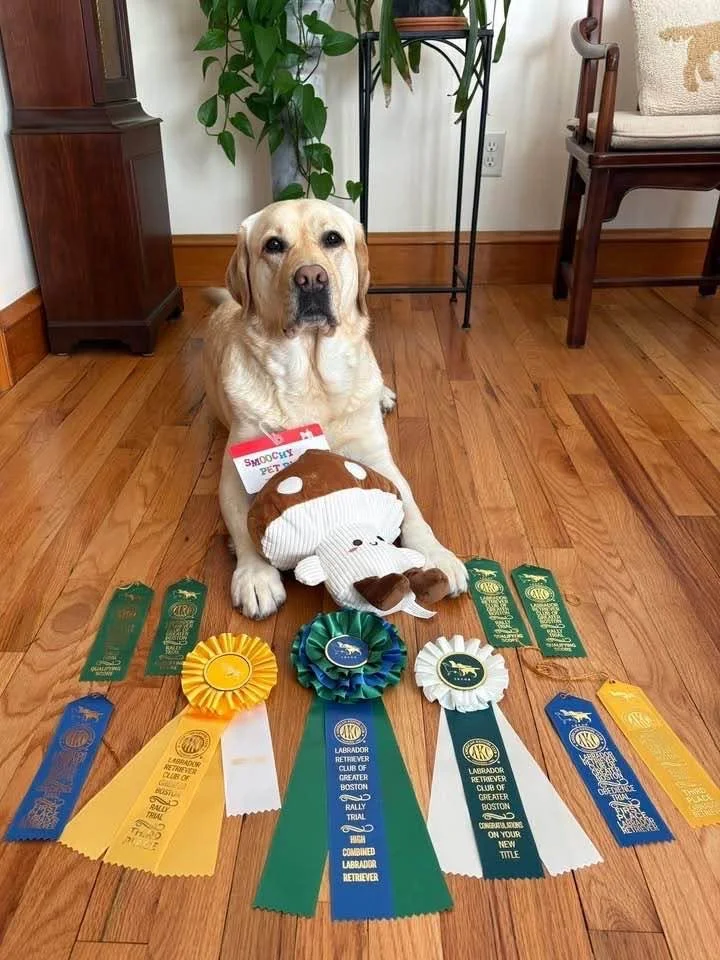A Labrador Retriever sitting on a hardwood floor surrounded by award ribbons and a plush toy. The background includes a wooden cabinet, a plant, and a chair.