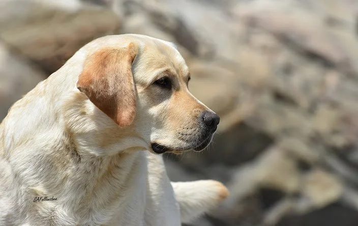 Profile of a yellow Labrador retriever dog outdoors with rocks in the background.