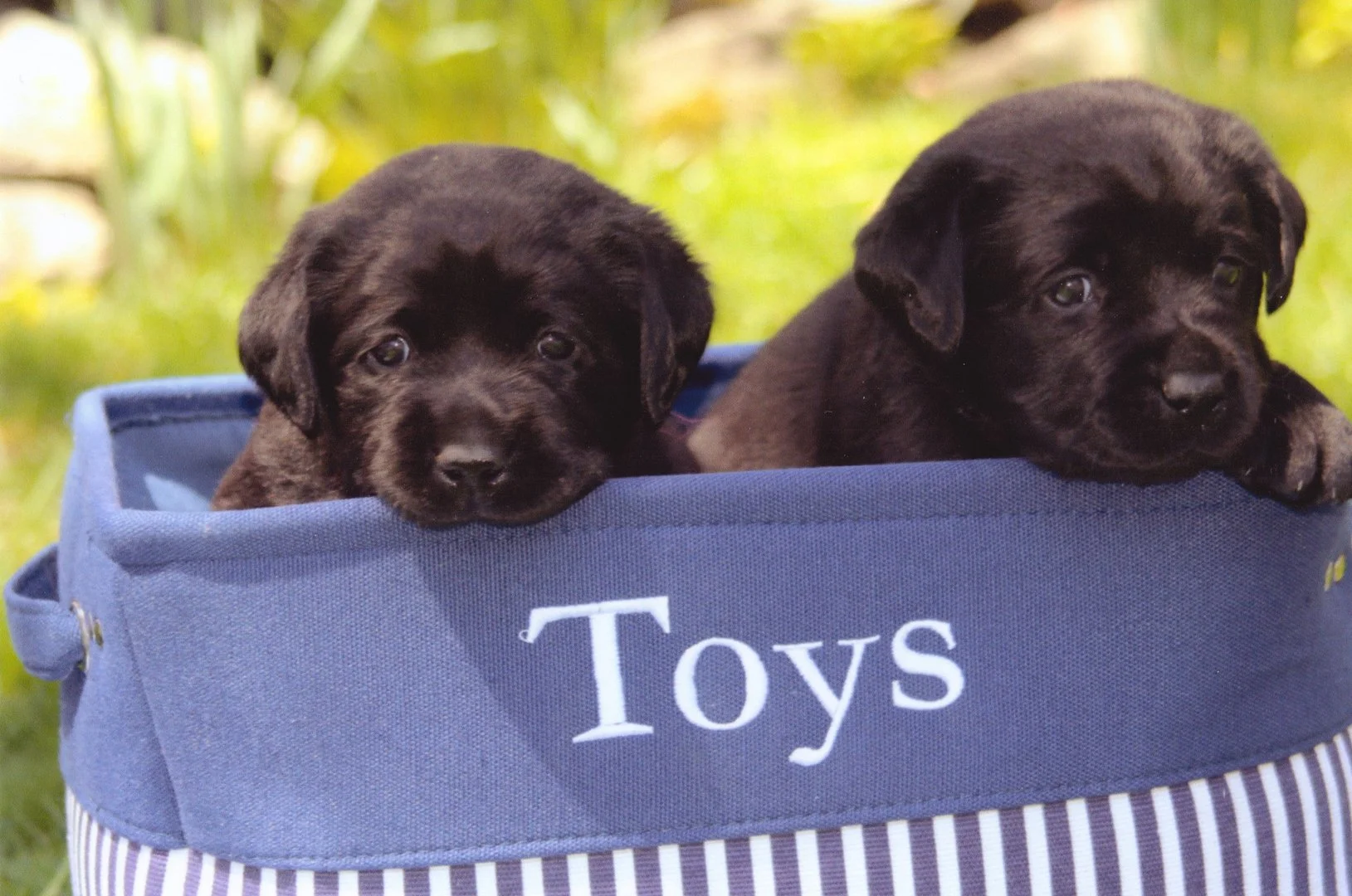Two black puppies with brown eyes lying in a blue and white striped fabric toybox outdoors on green grass.