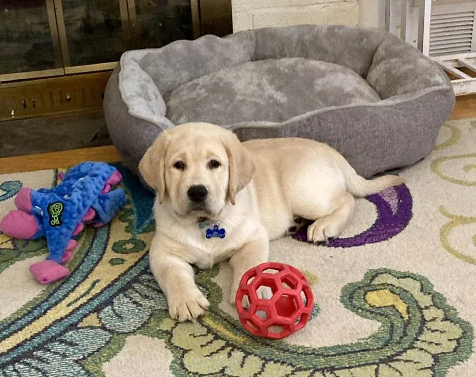 Labrador puppy lying on a colorful rug with a red geometric ball and a blue plush toy nearby, and a gray pet bed in the background.
