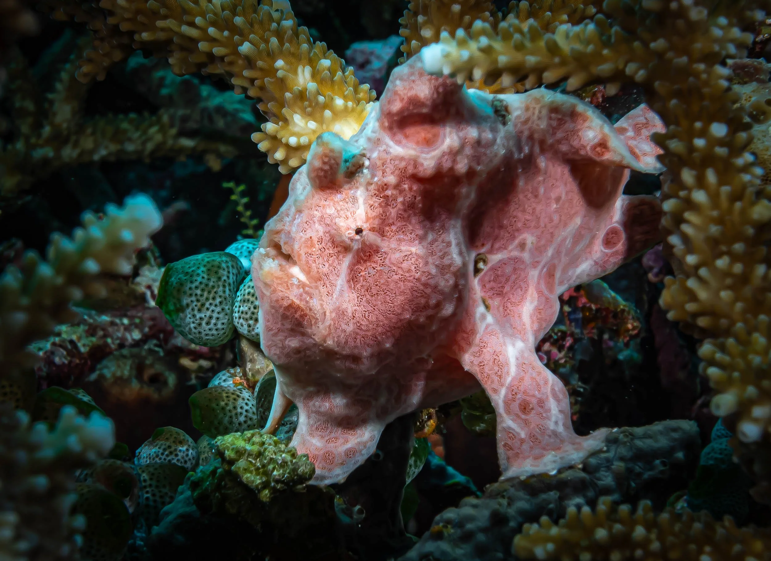 A pink frogfish with textured skin blends into a coral reef with yellow, green, and blue corals and sponges.