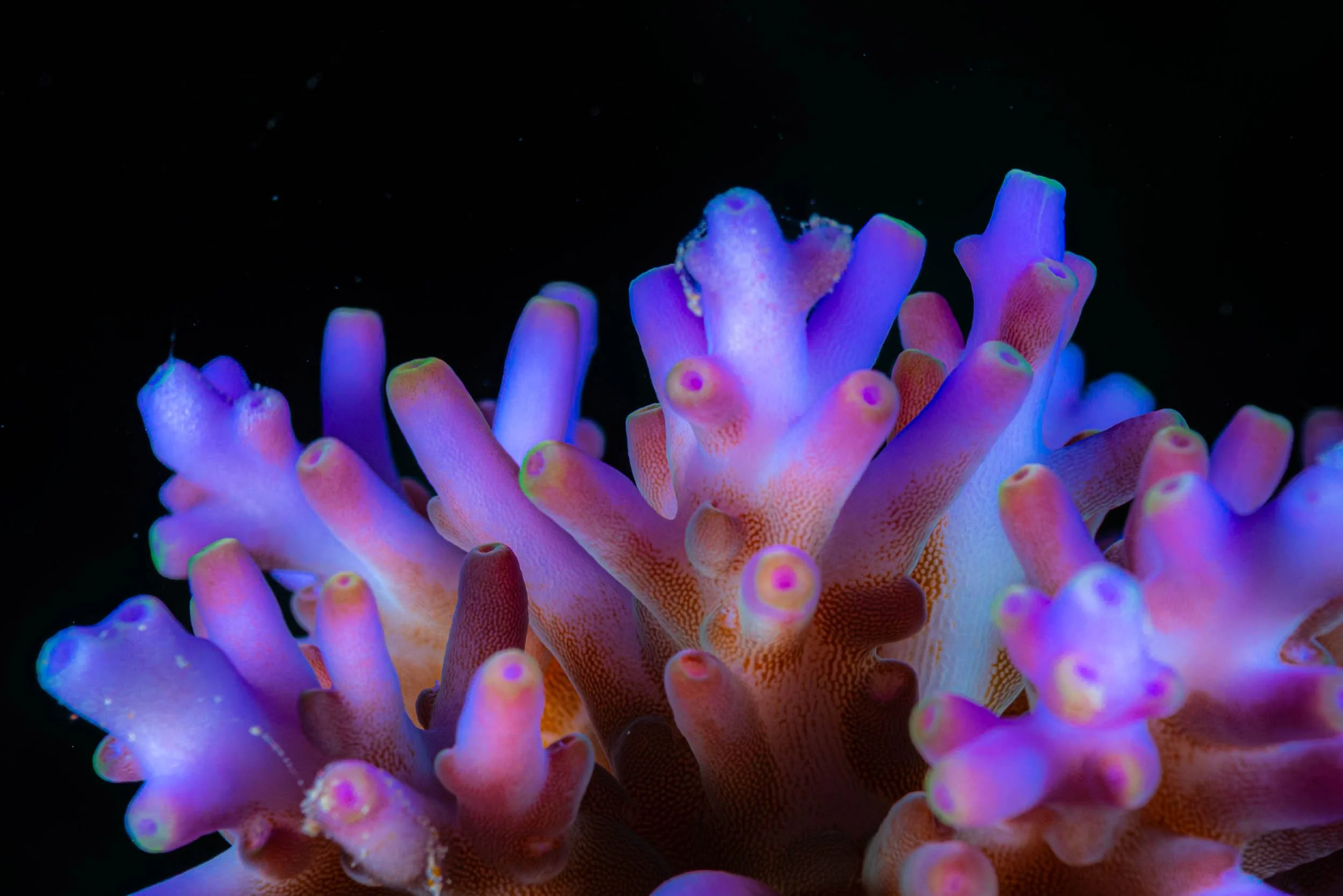 Close-up of colorful coral with various hues of purple, pink, and orange under black background.