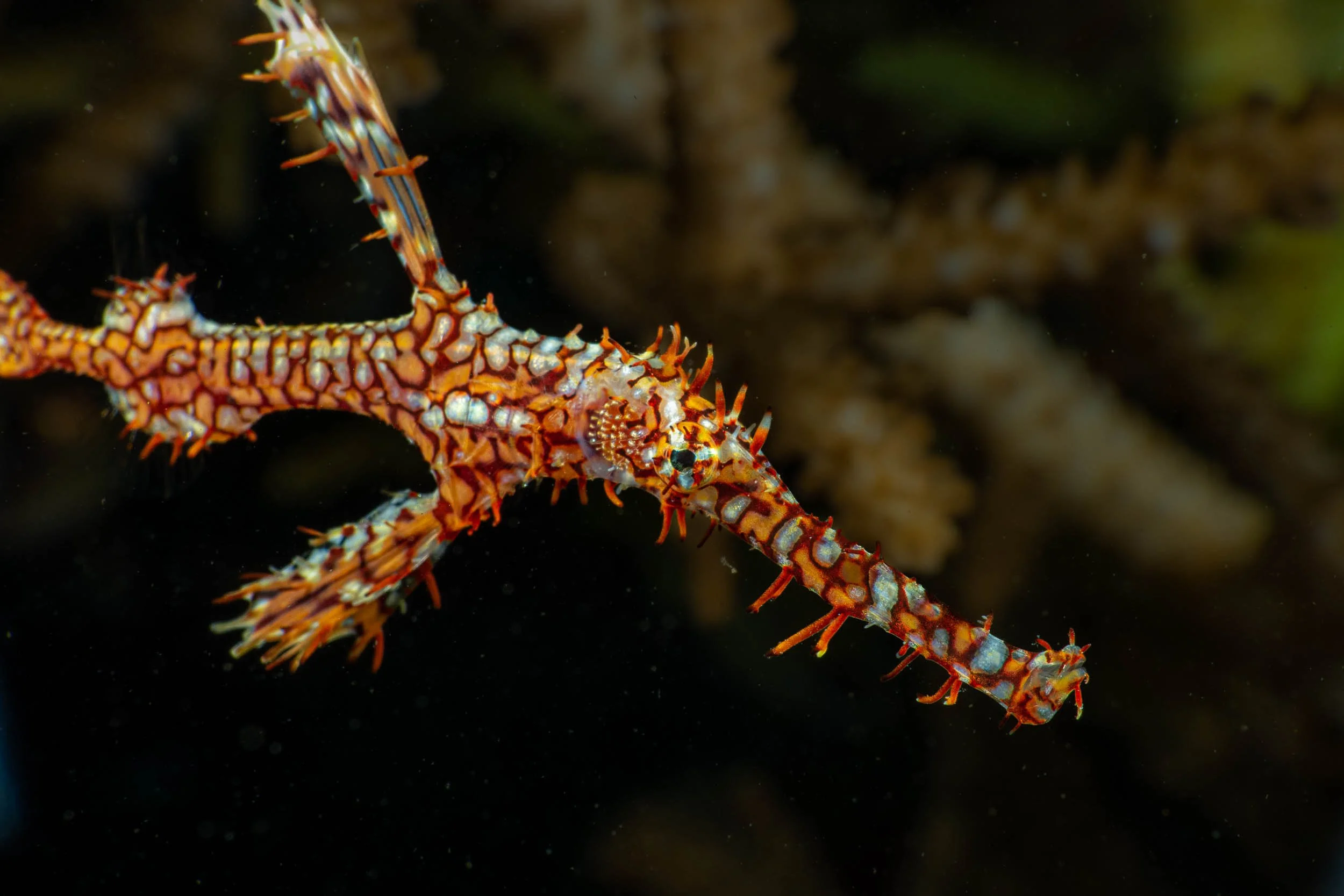 A close-up of a colorful sea dragon with orange, white, and blue patterns and long, thin appendages, swimming underwater against a dark background.