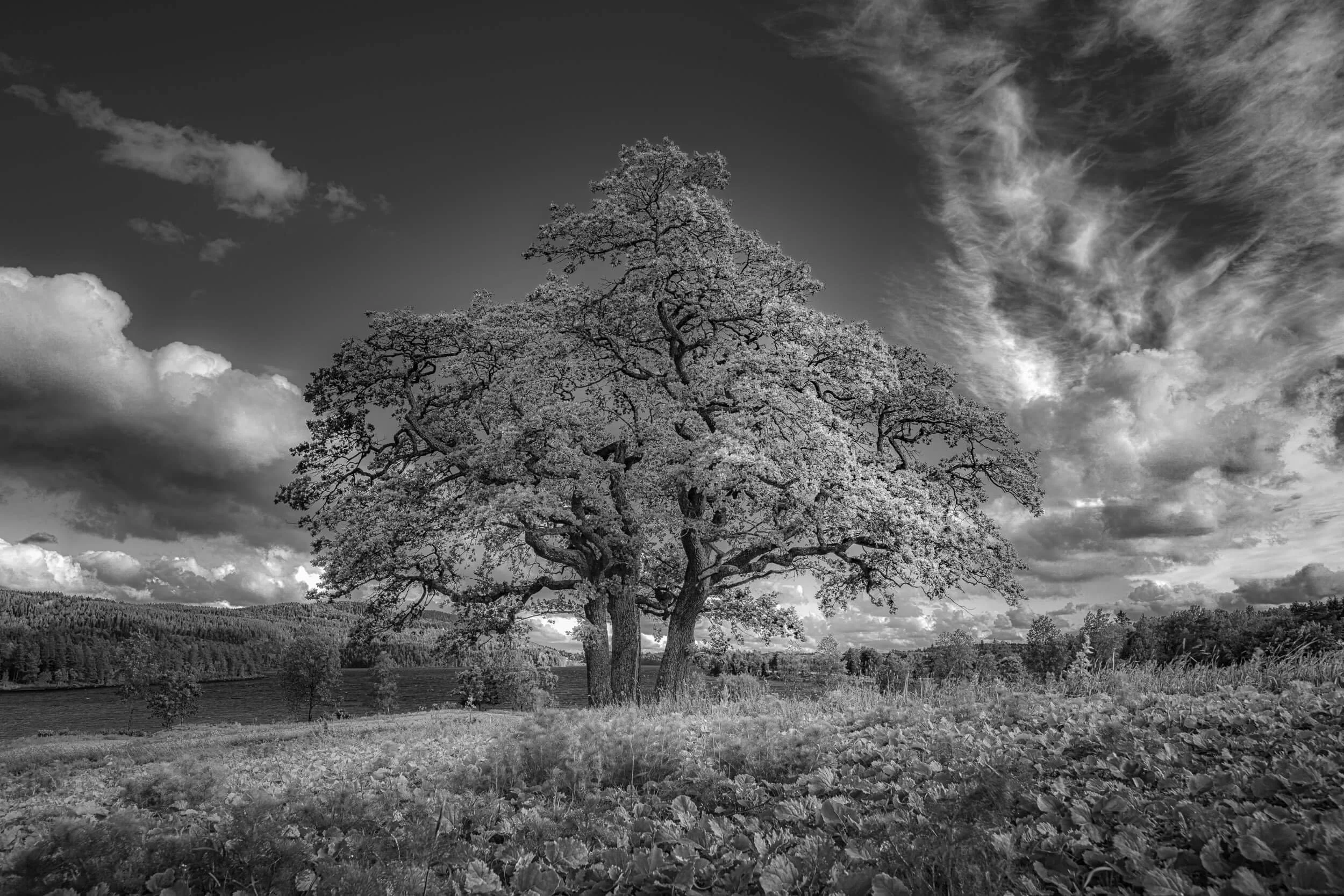 A Beautiful old Oak in Norway