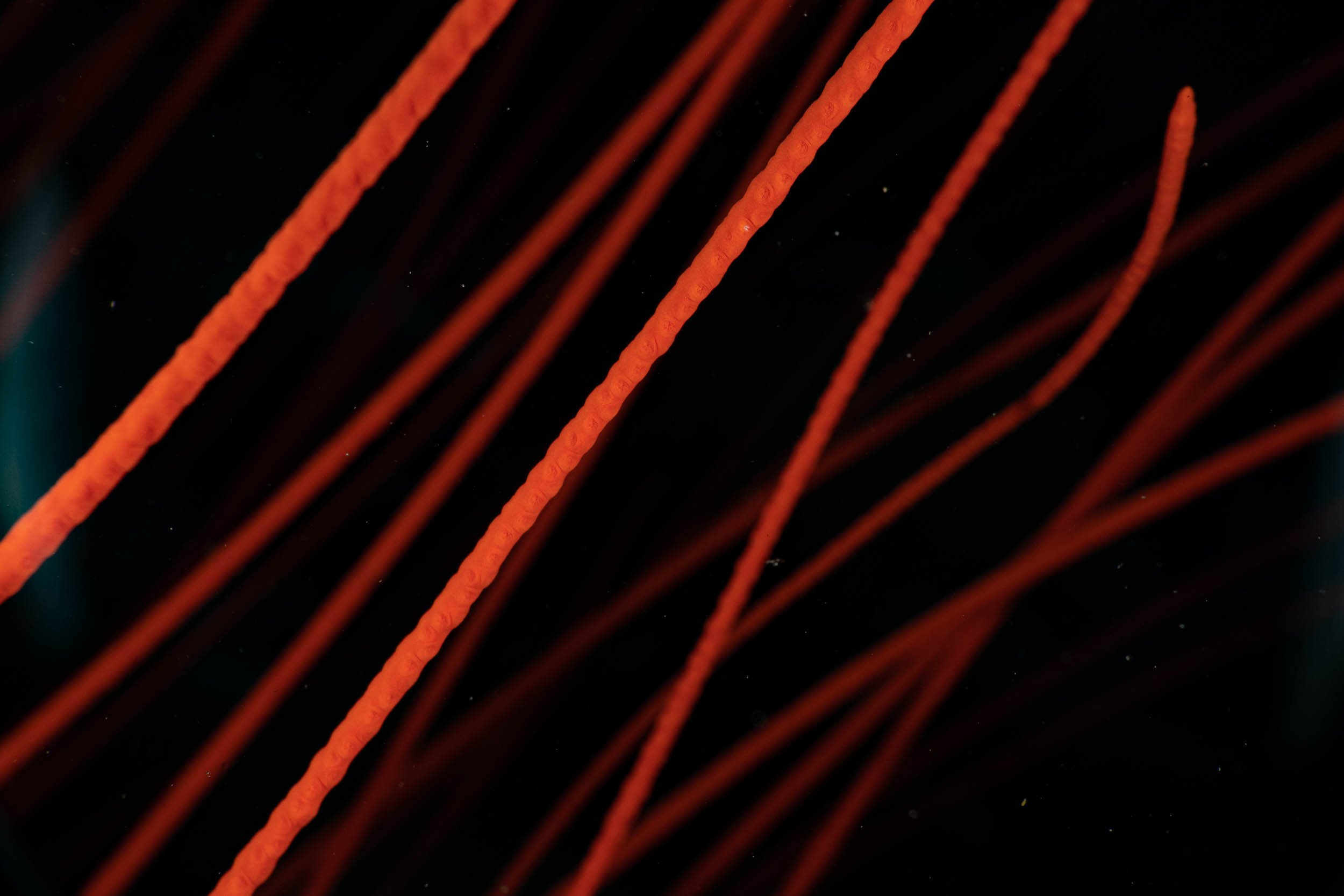 Close-up image of multiple red or orange filament-like structures with a textured surface, set against a dark background.