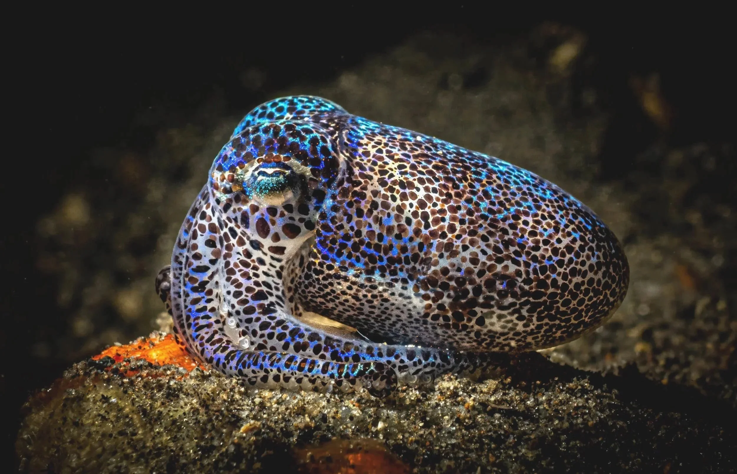 A colorful, spotted sea creature, likely a type of nudibranch or sea slug, resting on a rocky ocean floor. Its body features blue, black, and white patterns.