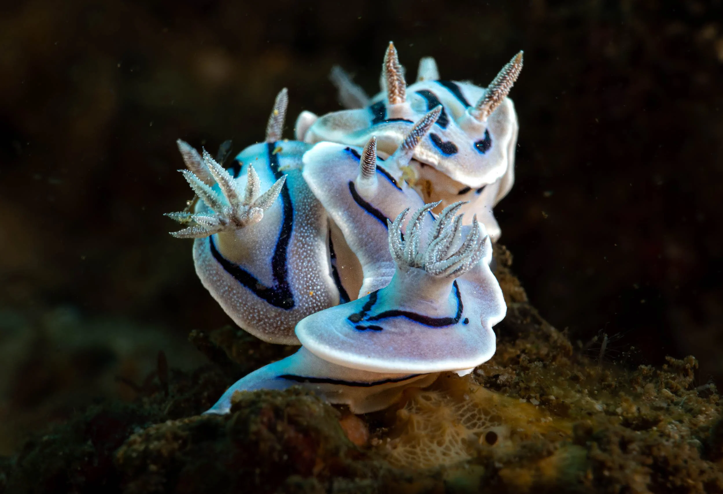 A nudibranch sea slug with white, blue, and black markings, and numerous horn-like structures, crawling on the ocean floor.