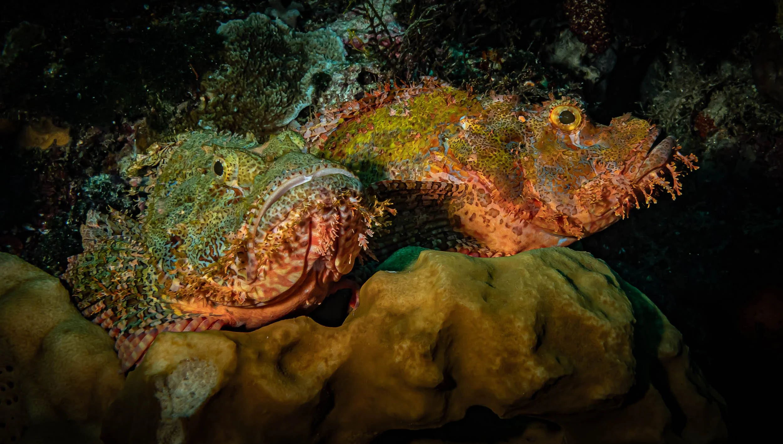 Two camouflaged fish with vibrant, patterned skin, resting among rocks and coral underwater.