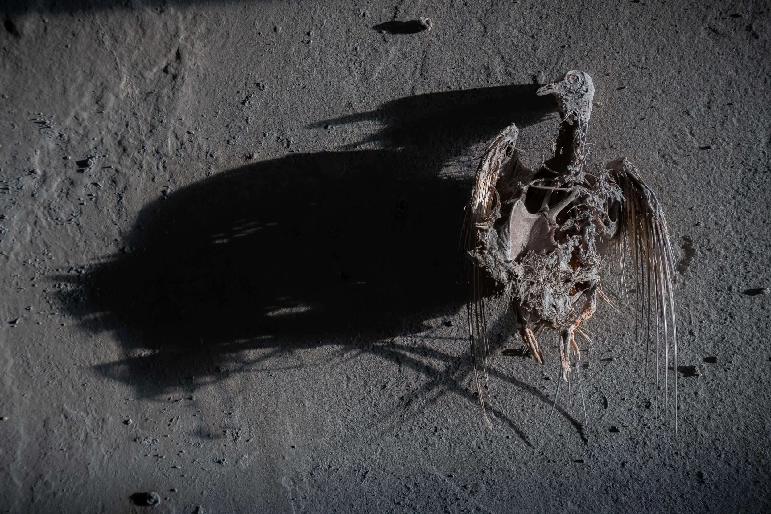 A desiccated, exposed animal skeleton, possibly a bird, lying on a dusty, gray surface with a long shadow cast on the ground.
