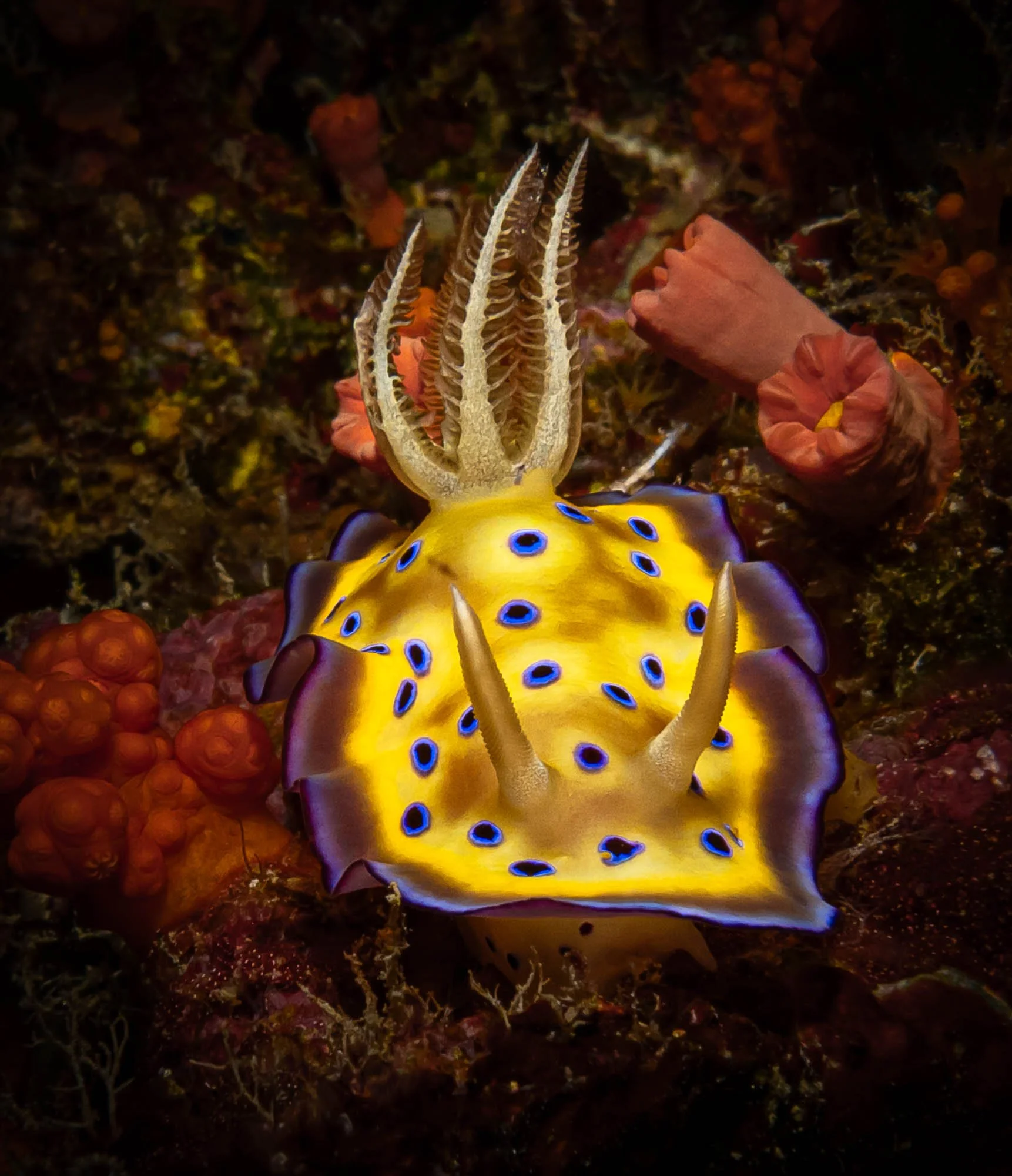 A brightly colored, illuminated nudibranch sea slug with yellow, blue, and purple accents, moving over a dark, rocky ocean floor with some pink coral in the background.