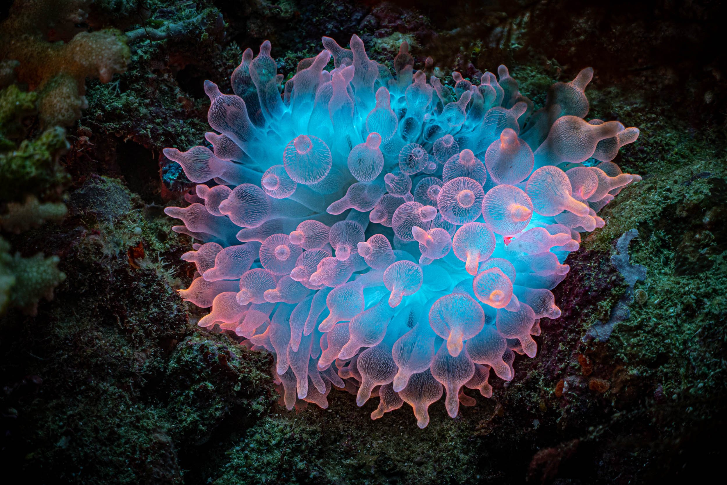 A glowing, bioluminescent sea anemone on the ocean floor with vibrant pink and blue hues, surrounded by dark coral and underwater rocks.