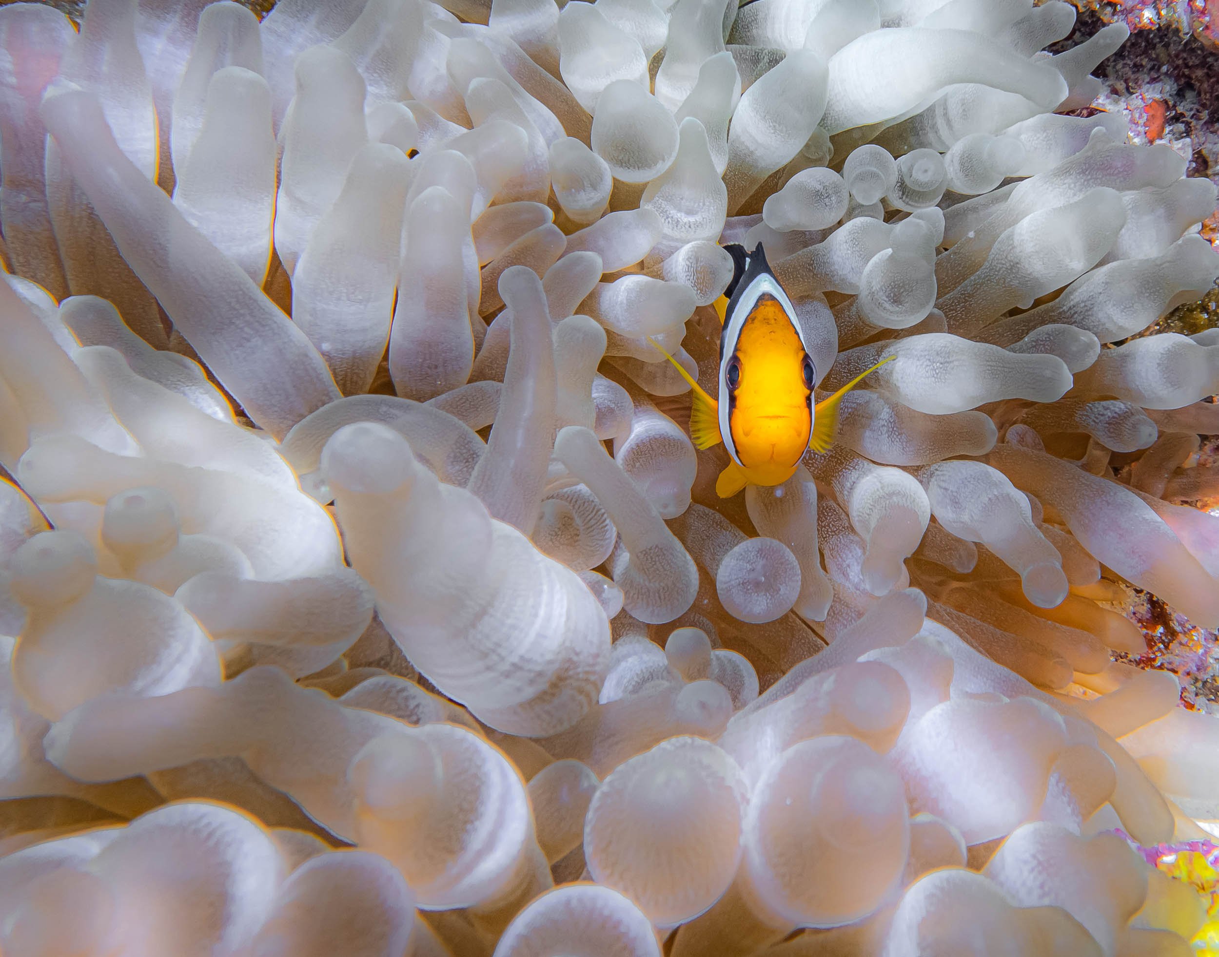 A clownfish among the tentacles of a sea anemone underwater.