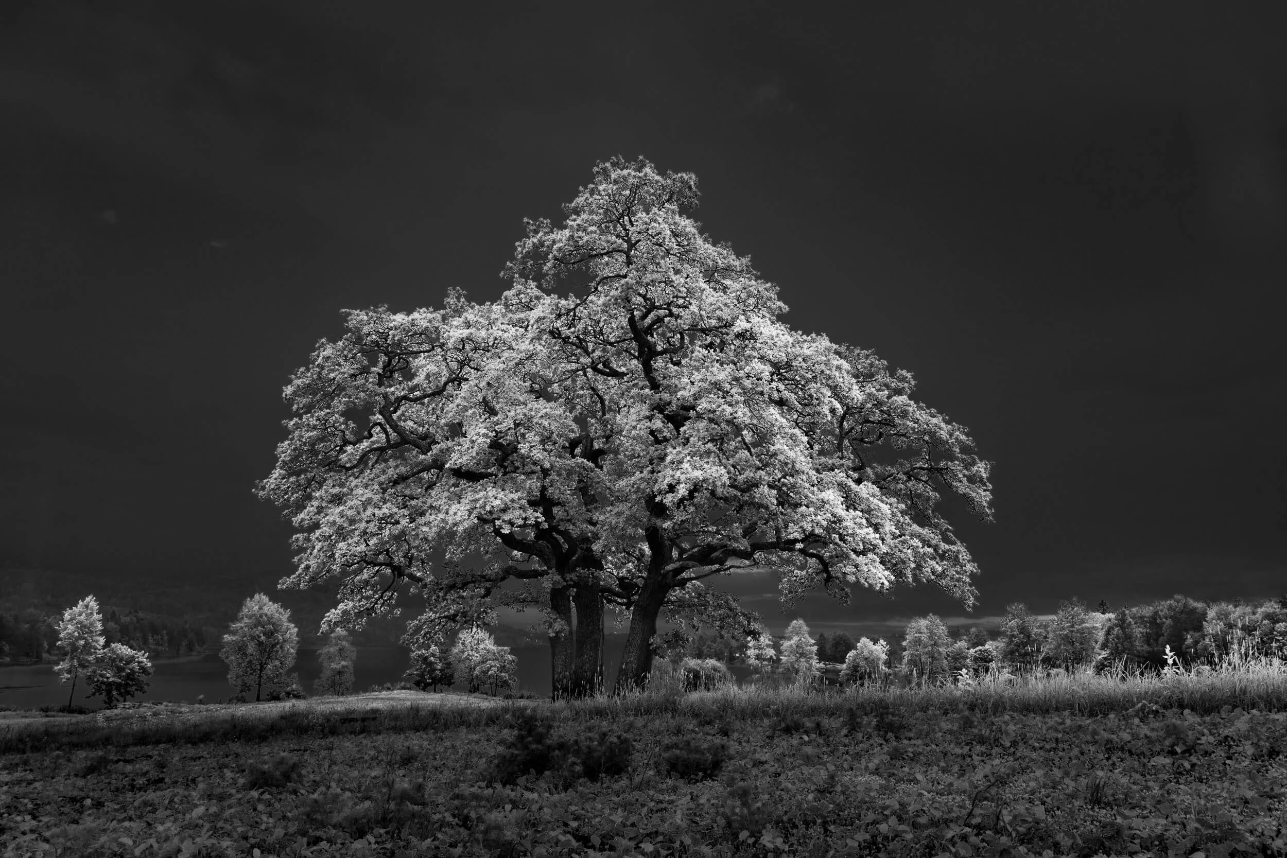 Old beautiful Oak in Spring, Norway