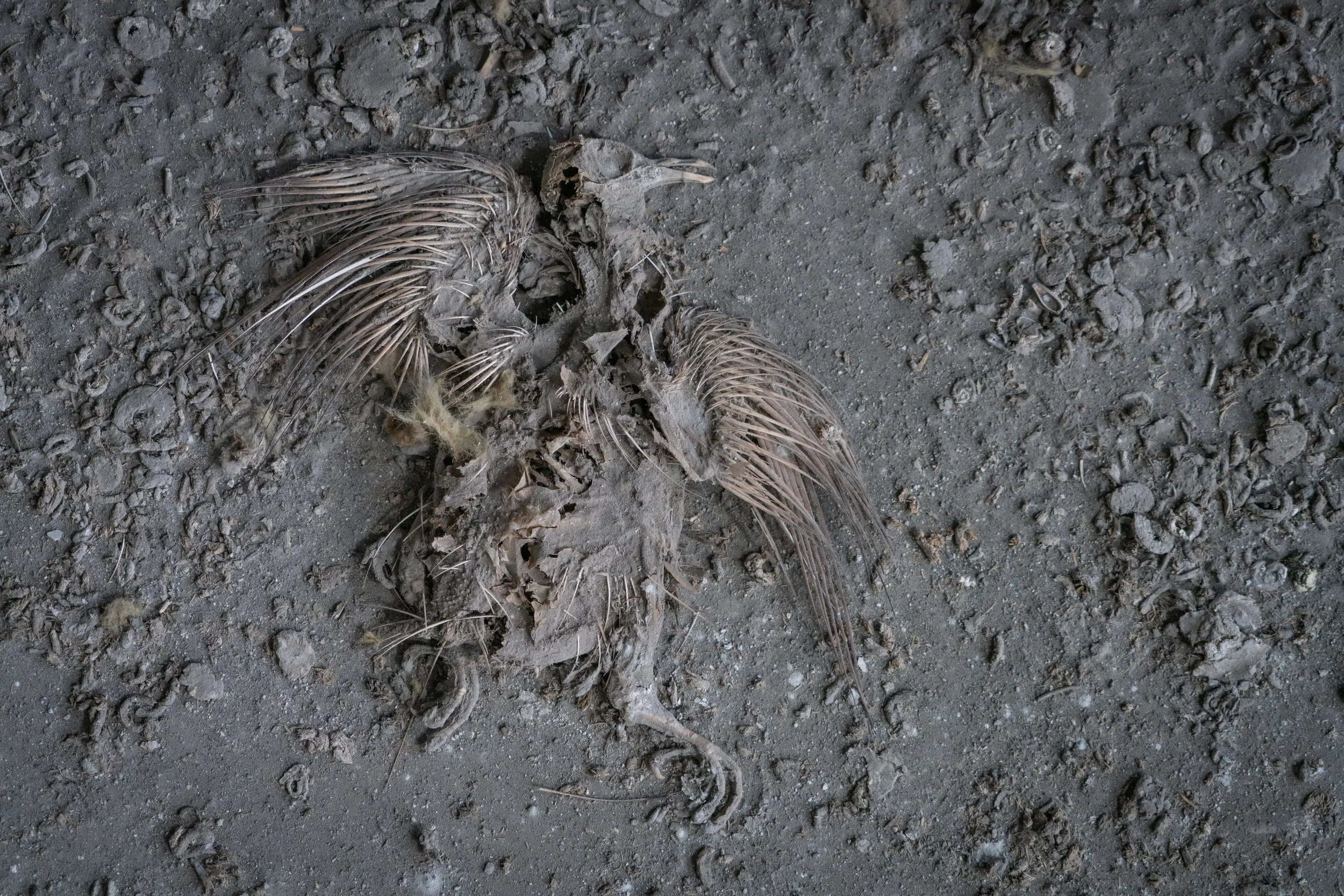 Animal skeleton partially buried in the dirt.