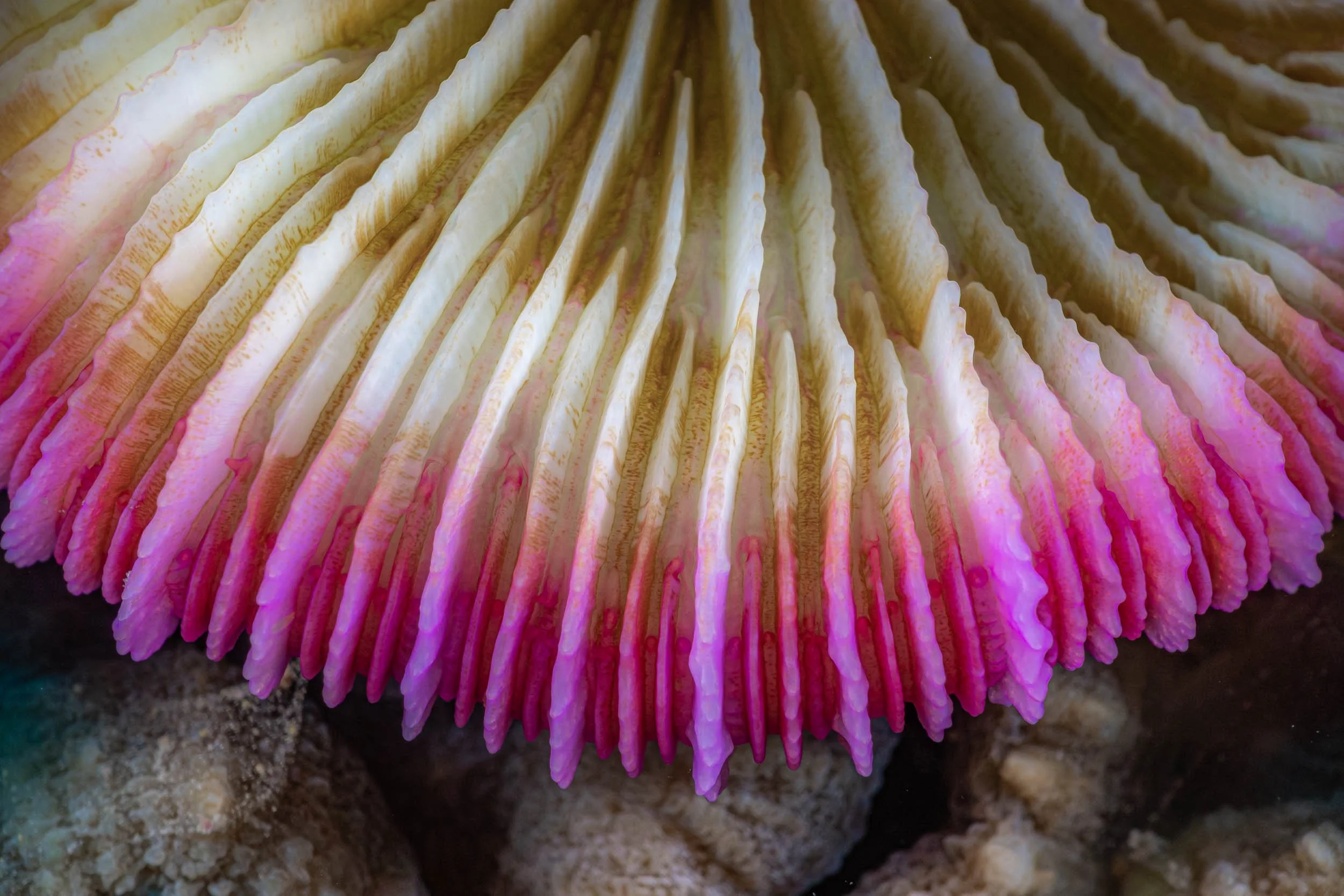 Colorful coral with pink, purple, and yellow hues, growing on a rocky surface underwater.