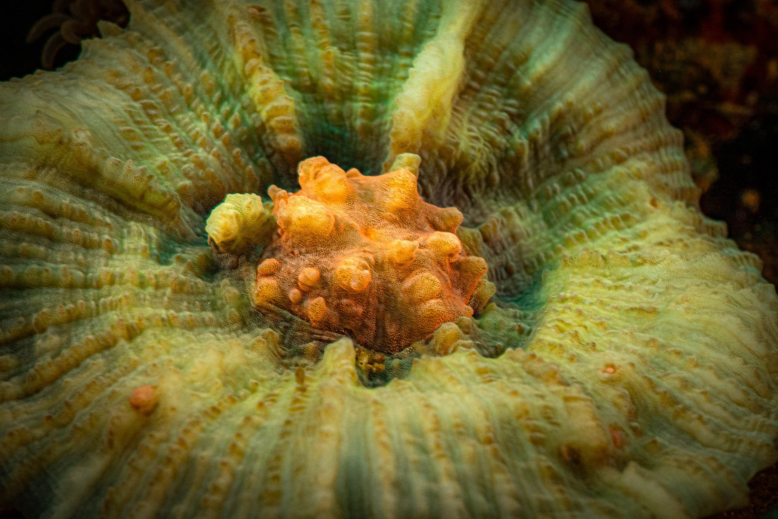 Close-up of a colorful camouflaged cuttlefish blending into a textured coral reef background.