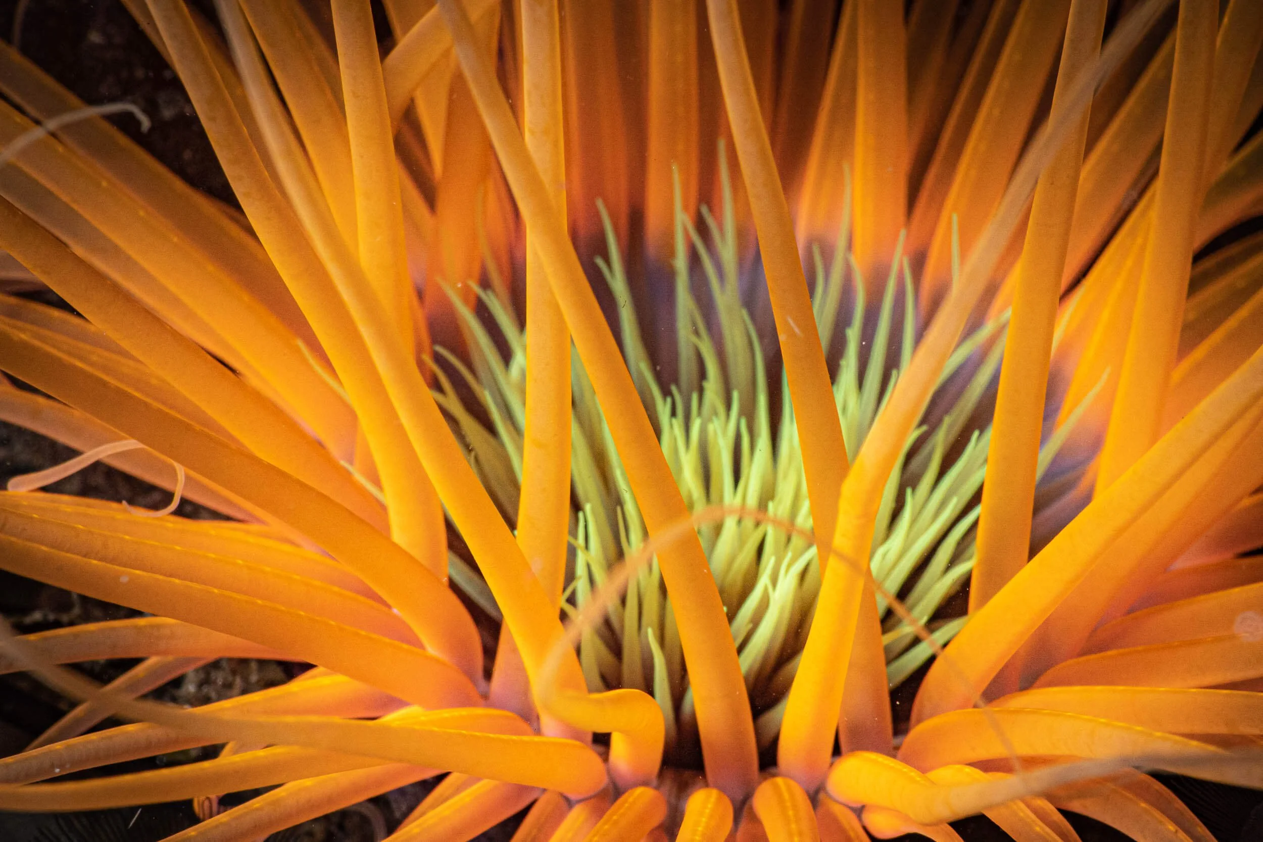 A close-up of a vibrant orange and yellow flower with long, thin petals and bright green interior shows the impressive structure of the flower.