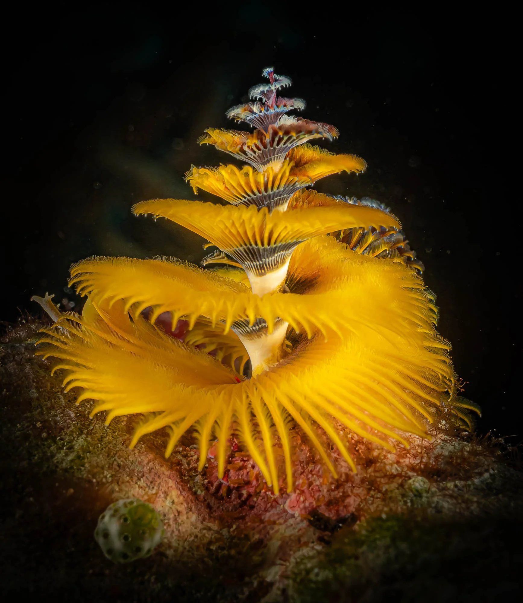 Colorful underwater scene with a yellow coral and a small pufferfish in the lower left corner.