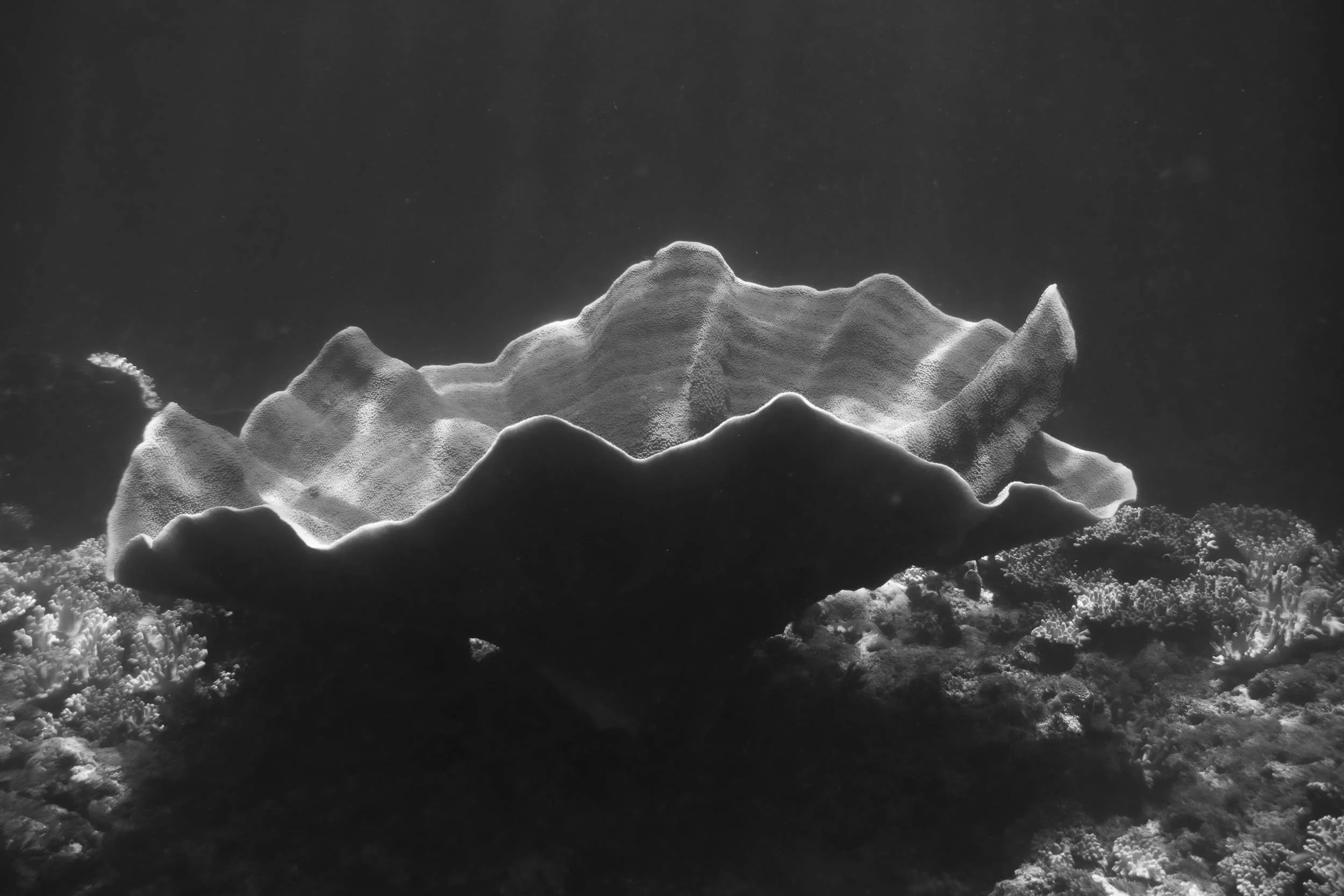 Black and white underwater photograph of a coral formation with textured surface and multiple ridges, surrounded by smaller corals and marine organisms.