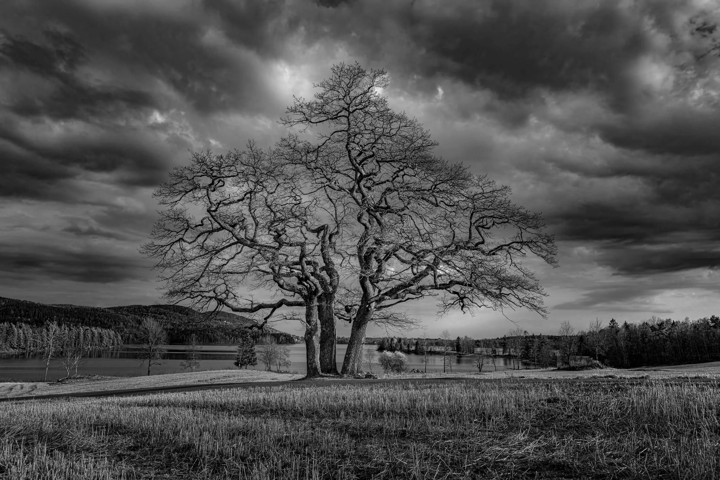 Old beautiful Oak in Norway