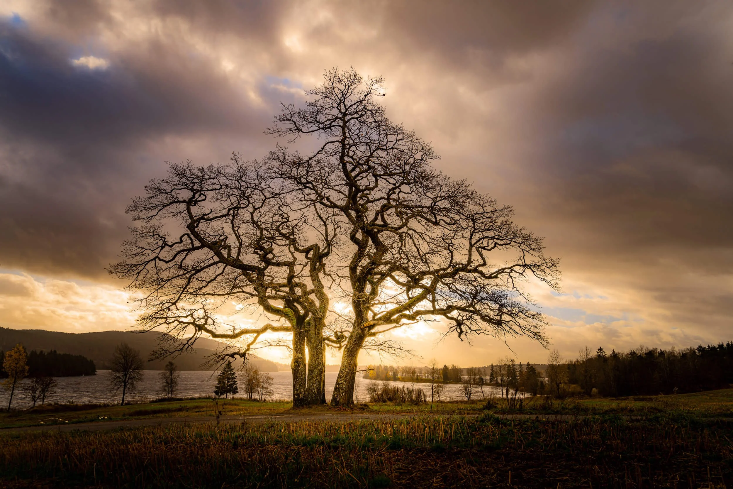 A very beautiful Oak in a Sunset