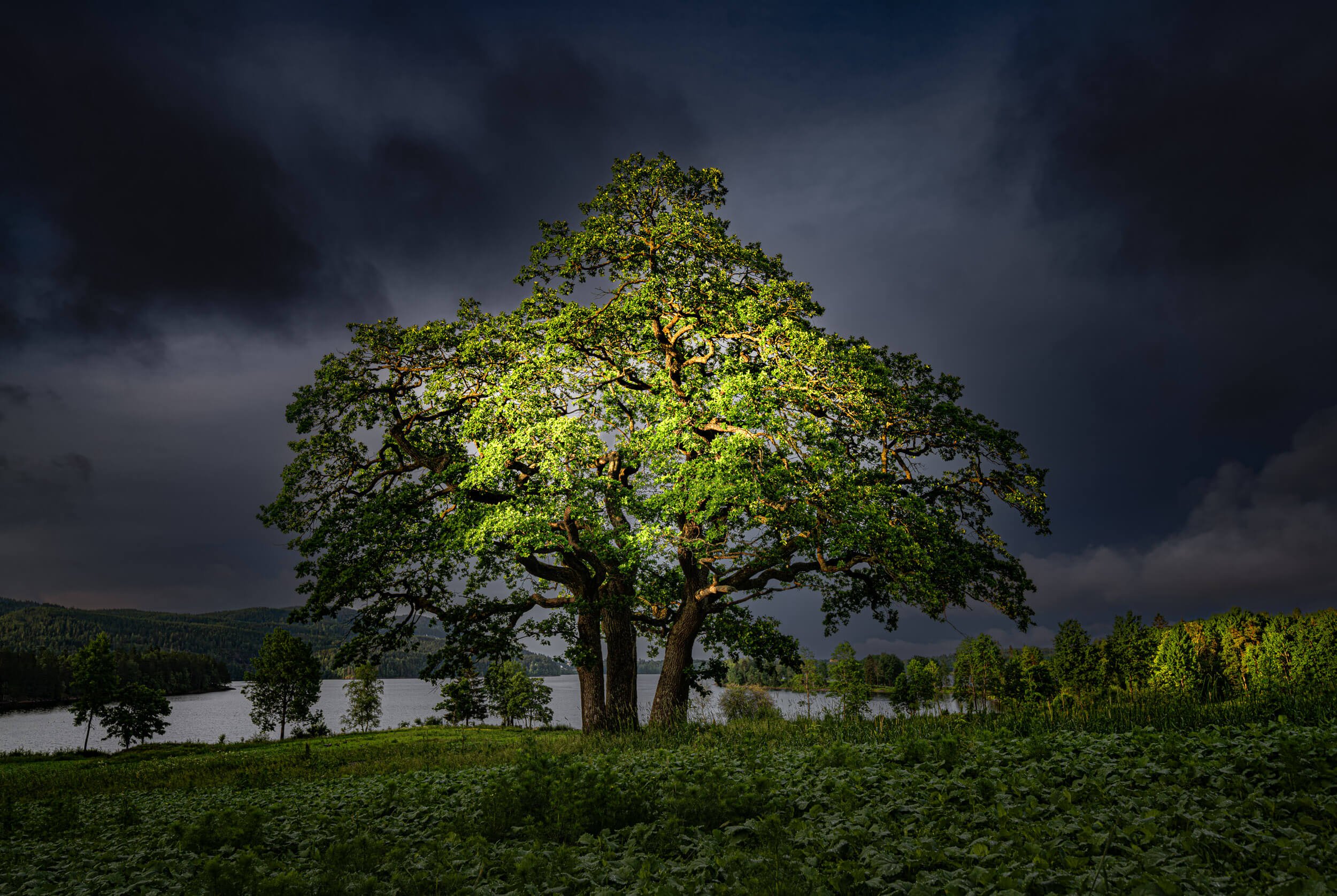 A large tree illuminated at night with dark stormy clouds in the sky, a river in the background, and green grass and bushes at the base.
