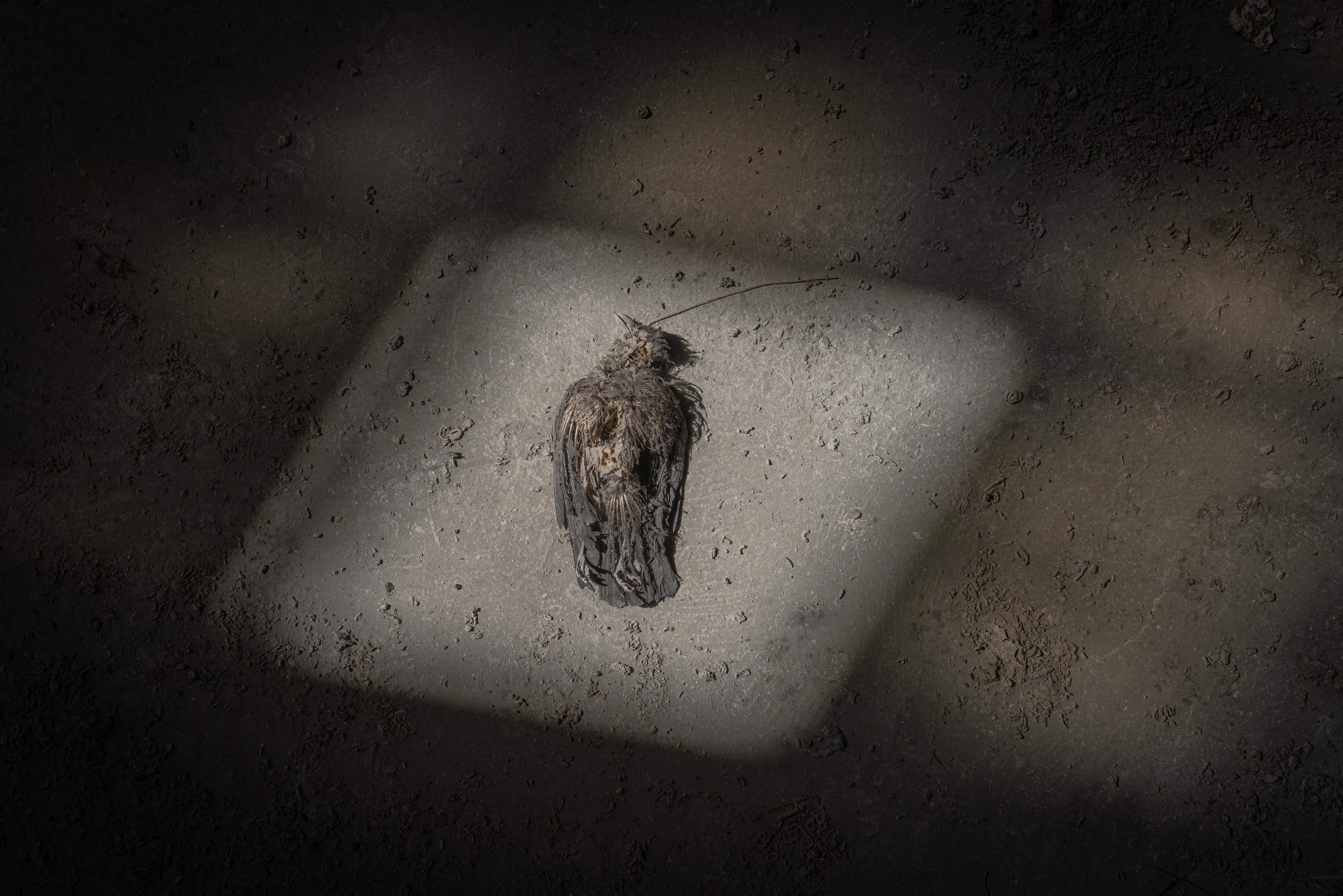 A dead moth on a sandy surface illuminated by a focused light source.