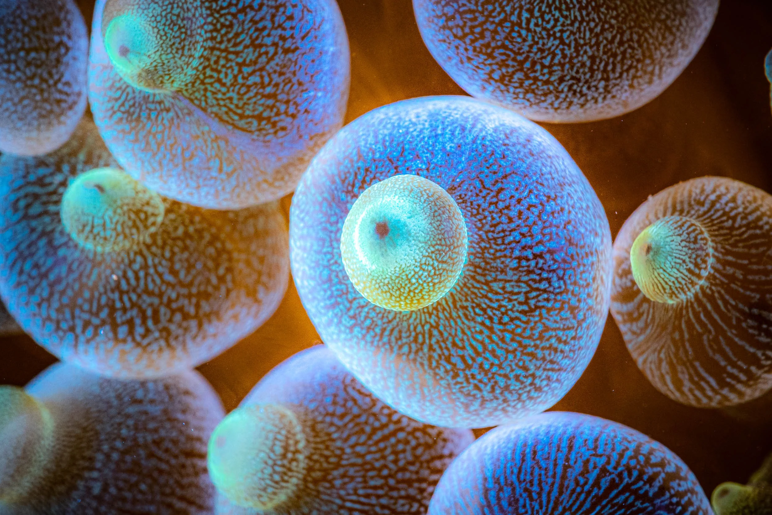 Close-up of brightly colored, bioluminescent sea creatures, possibly jellyfish or sea anemones, with intricate patterns and glowing hues of blue, green, and yellow underwater.