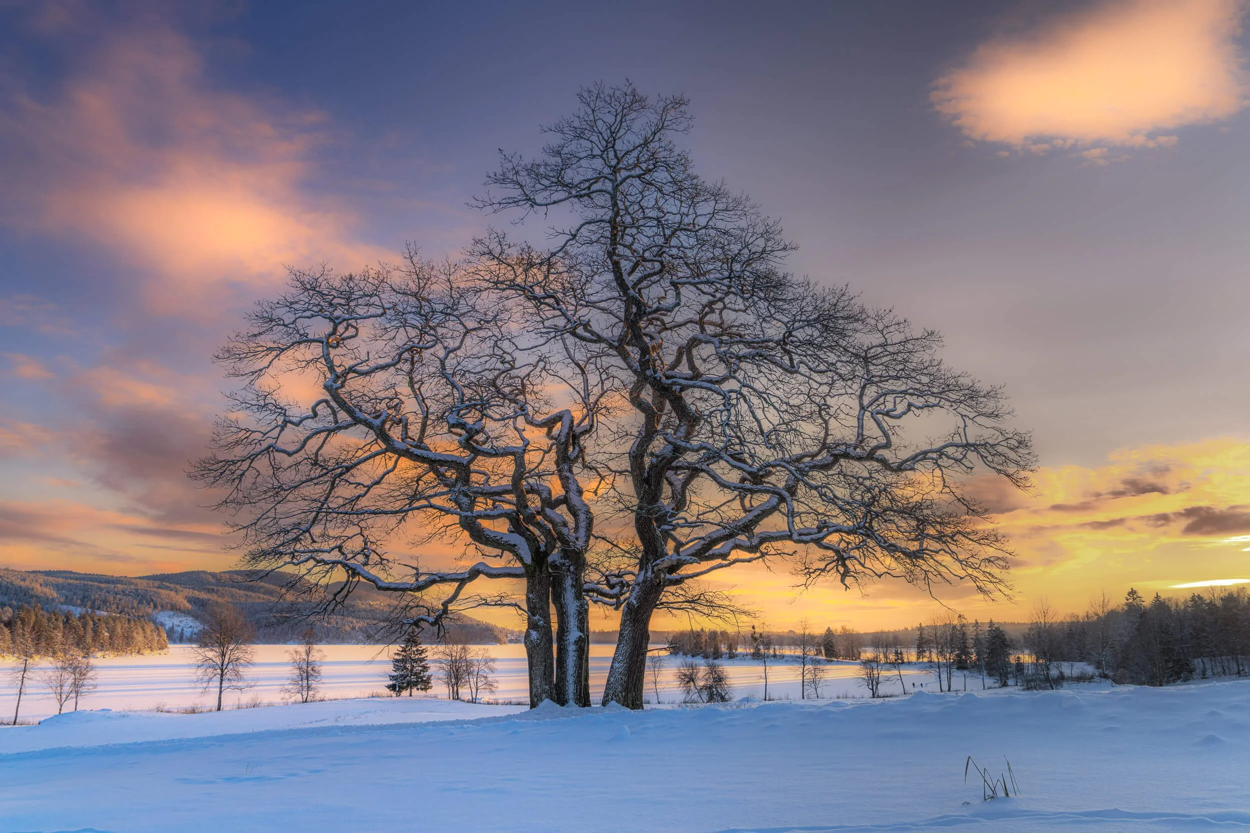 Beautiful Oak in Winter landscape