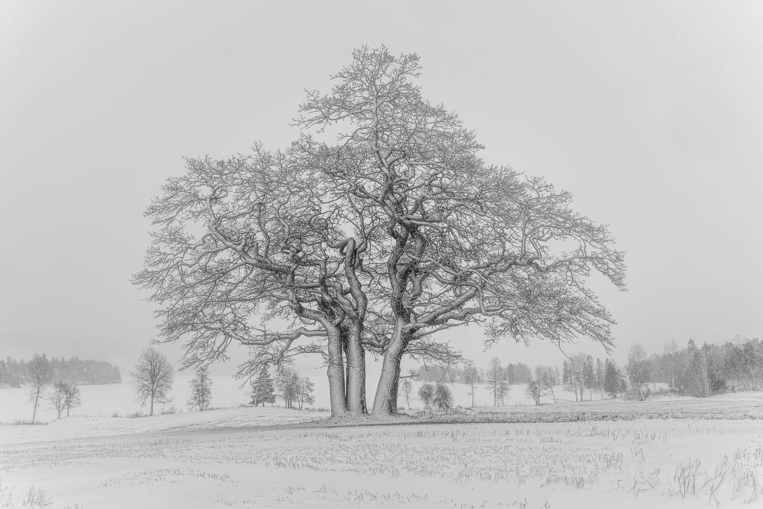Old beautiful Oak in Vinter, Norway