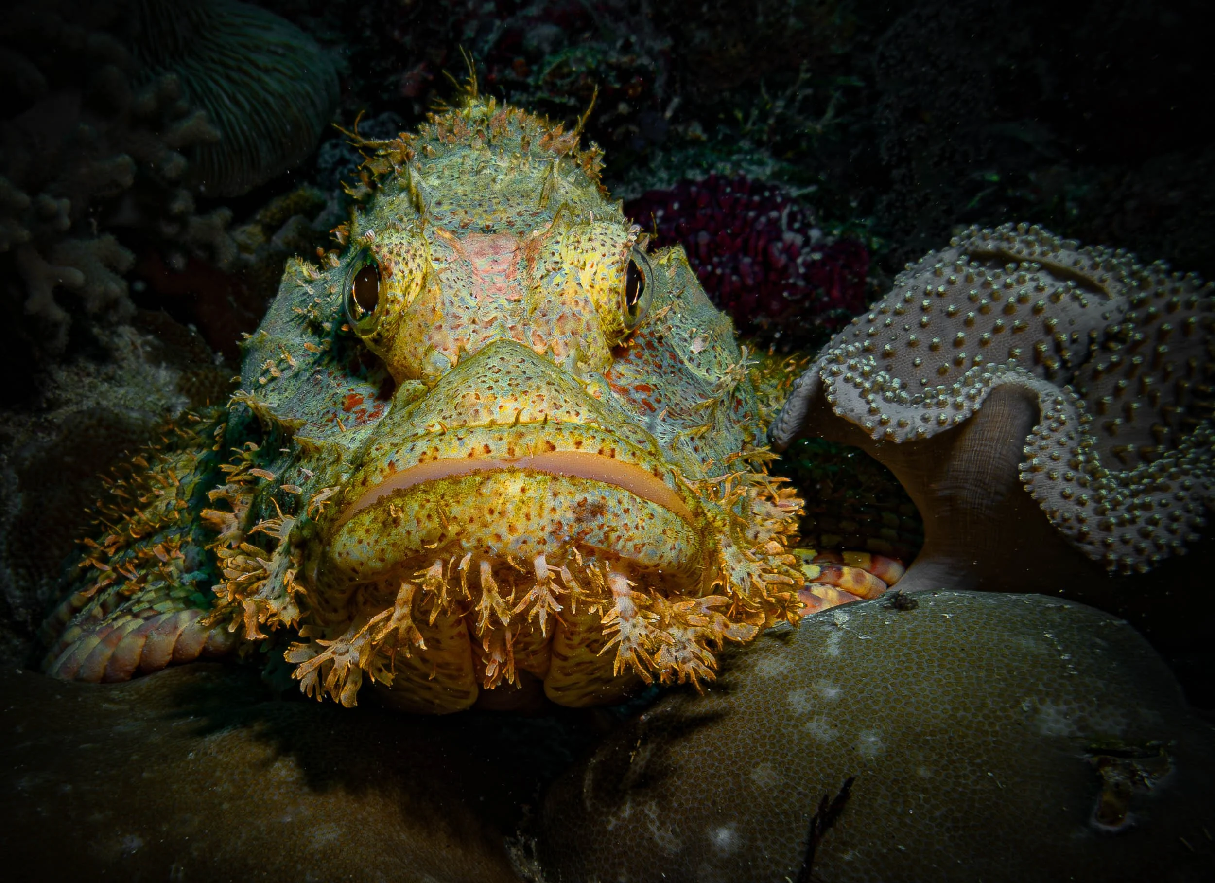 A camouflaged fish blending into coral and rocks on the ocean floor.