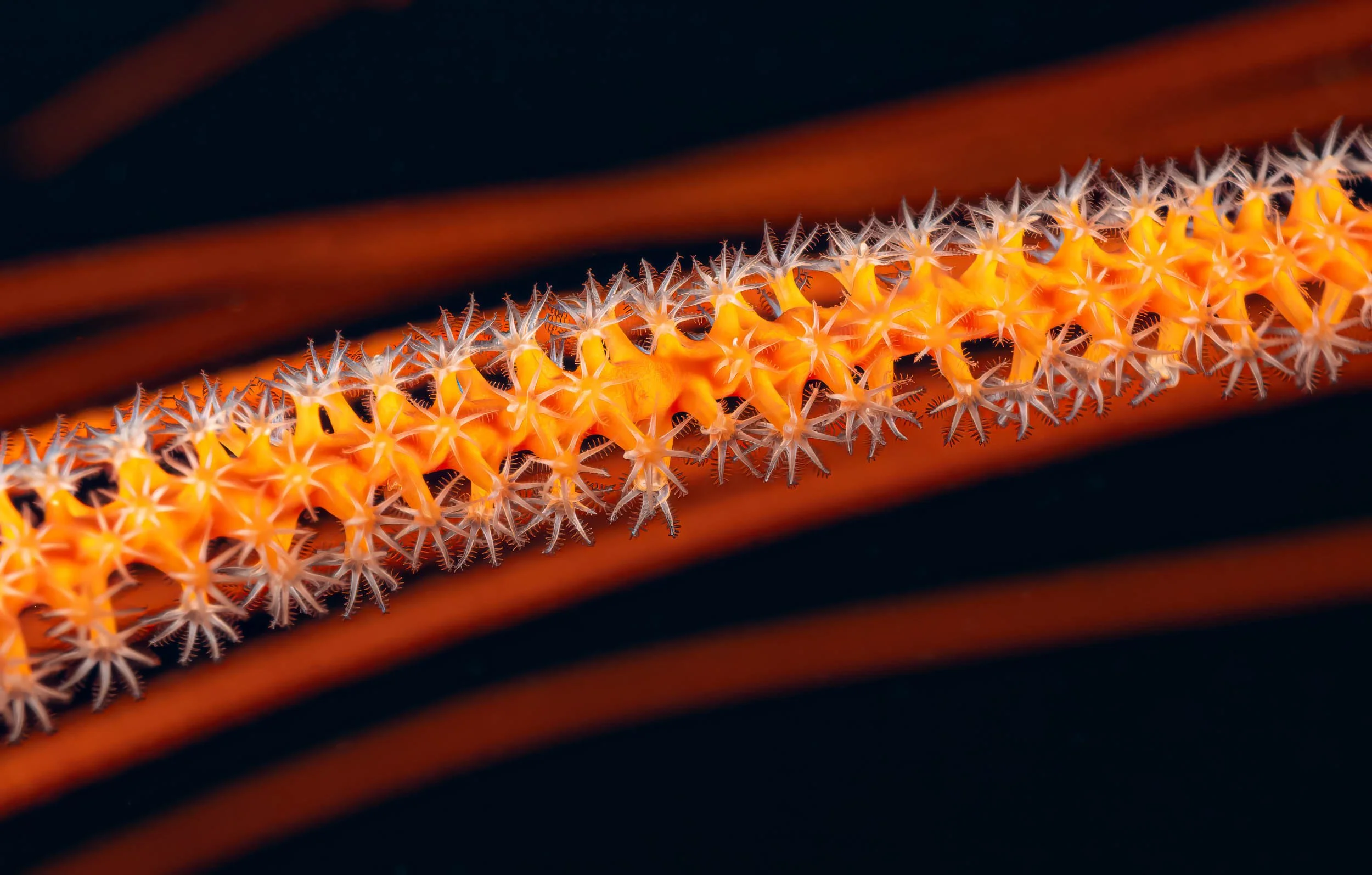 Close-up of an orange starfish with white spines on a dark background.
