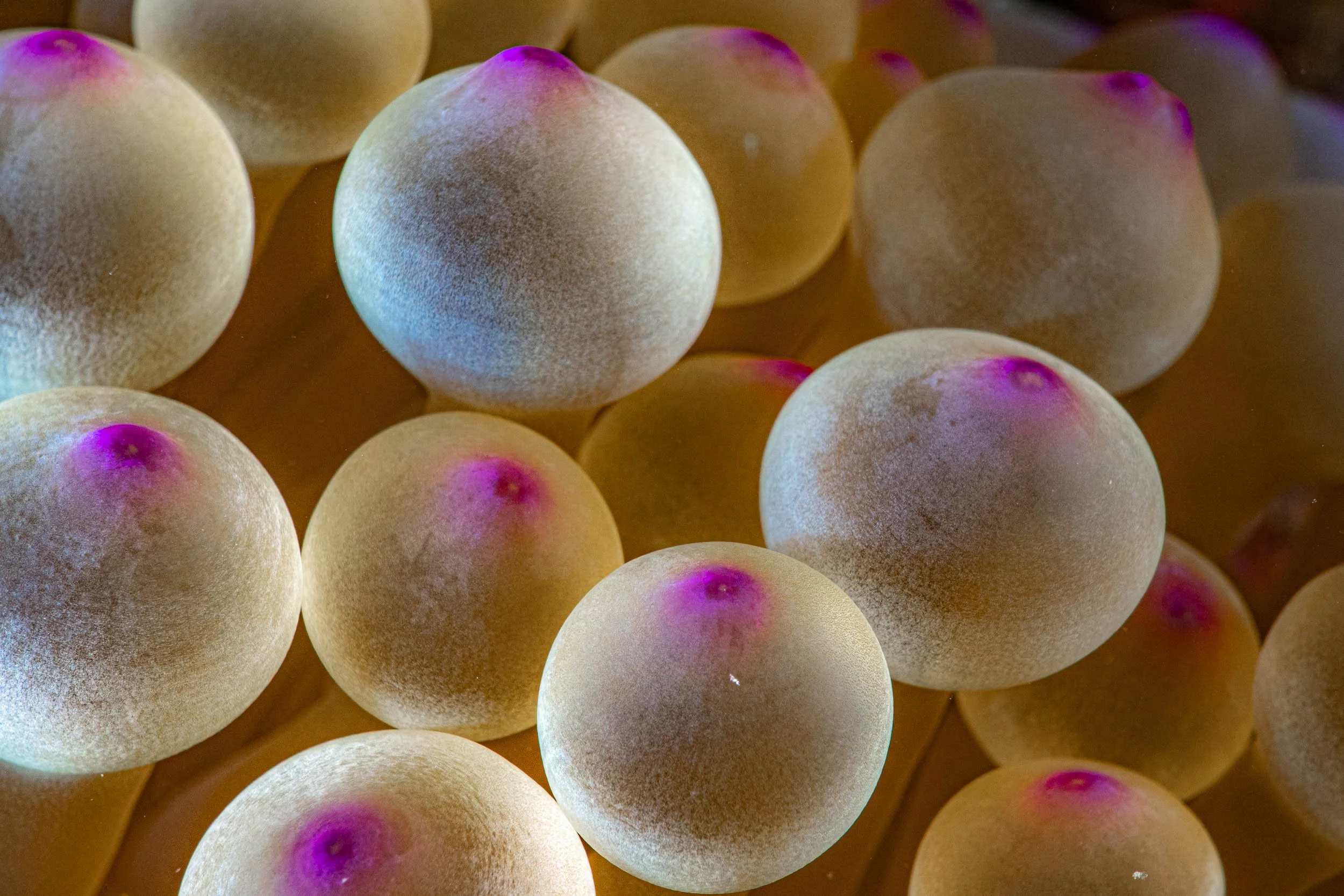 Close-up of numerous peaches with fuzzy skin, some showing pinkish blush, arranged closely together.
