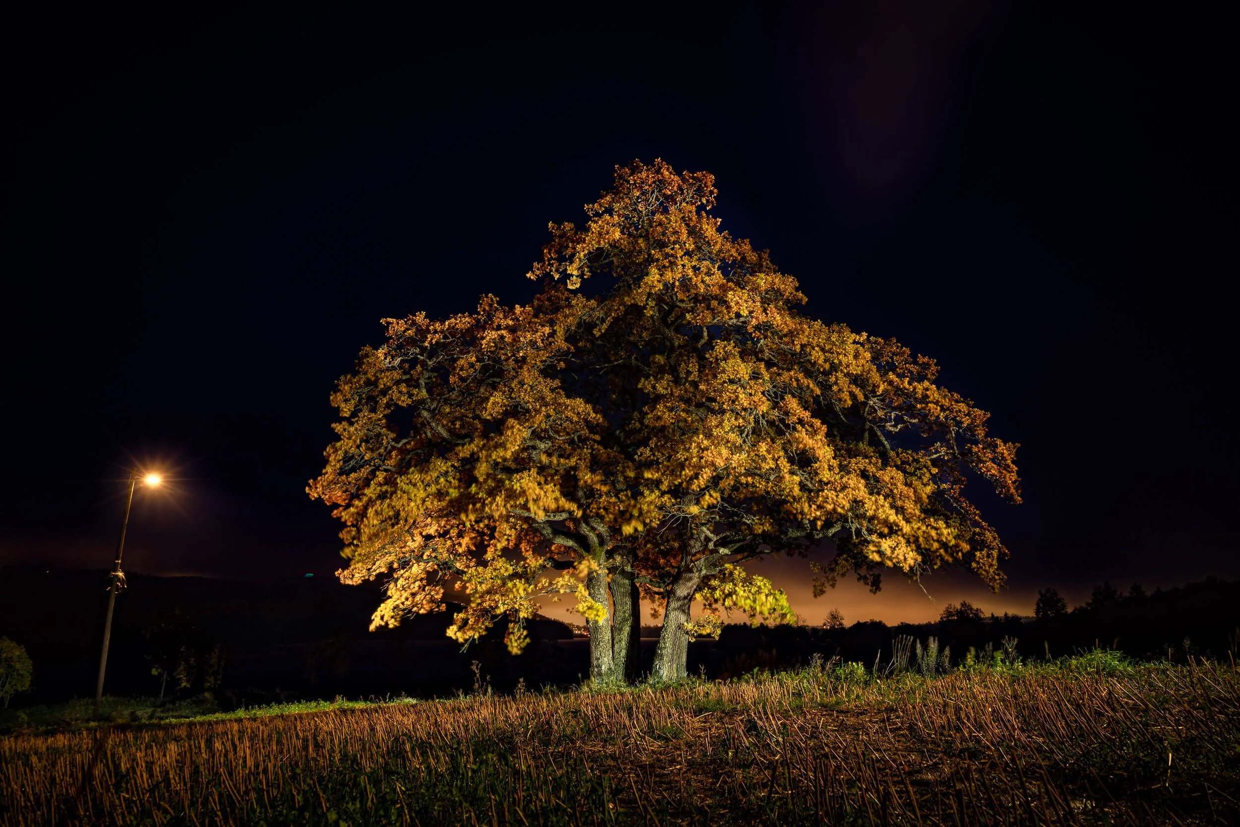A very beautiful Oak in the Night