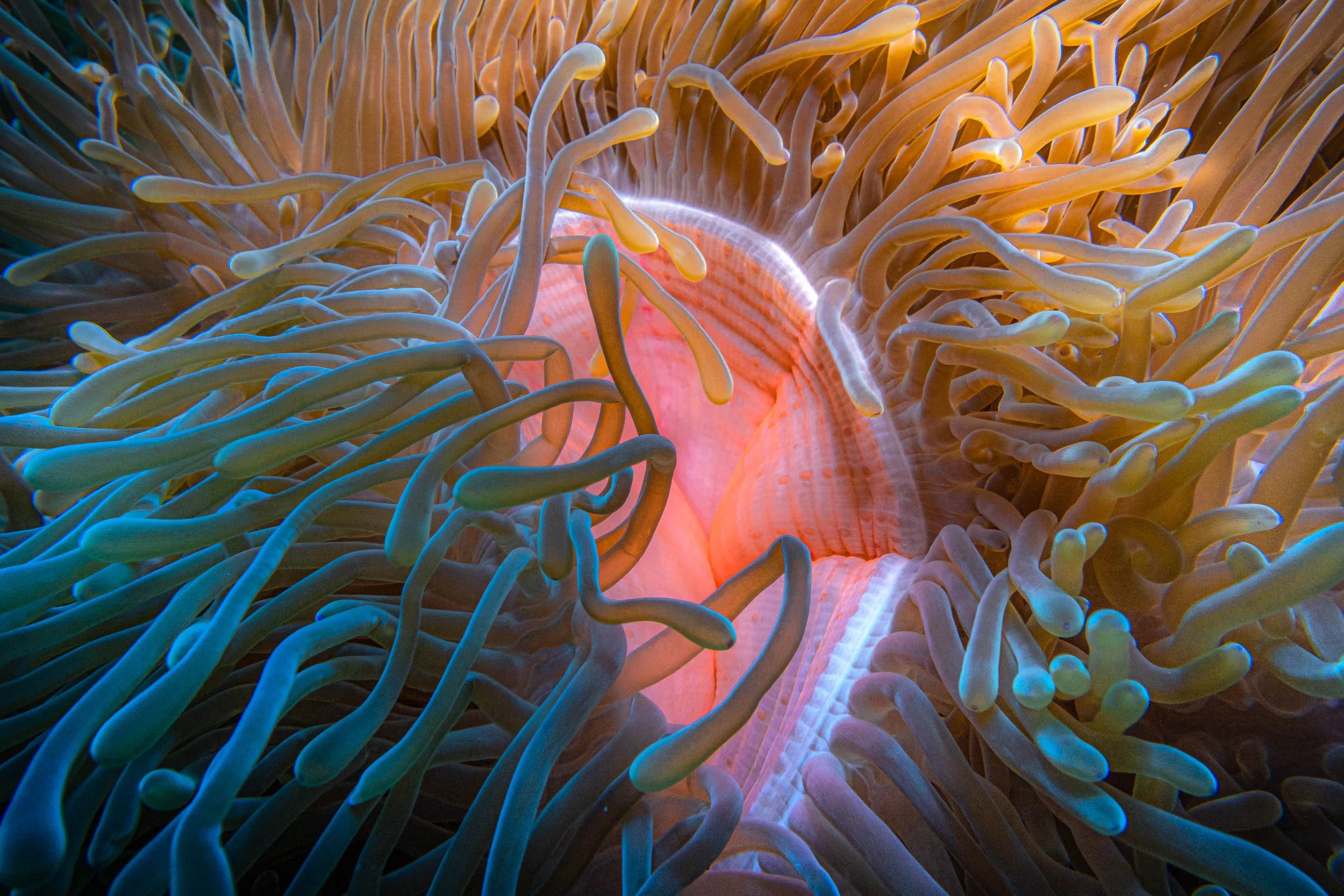 Close-up of a sea anemone with orange and white tentacles.