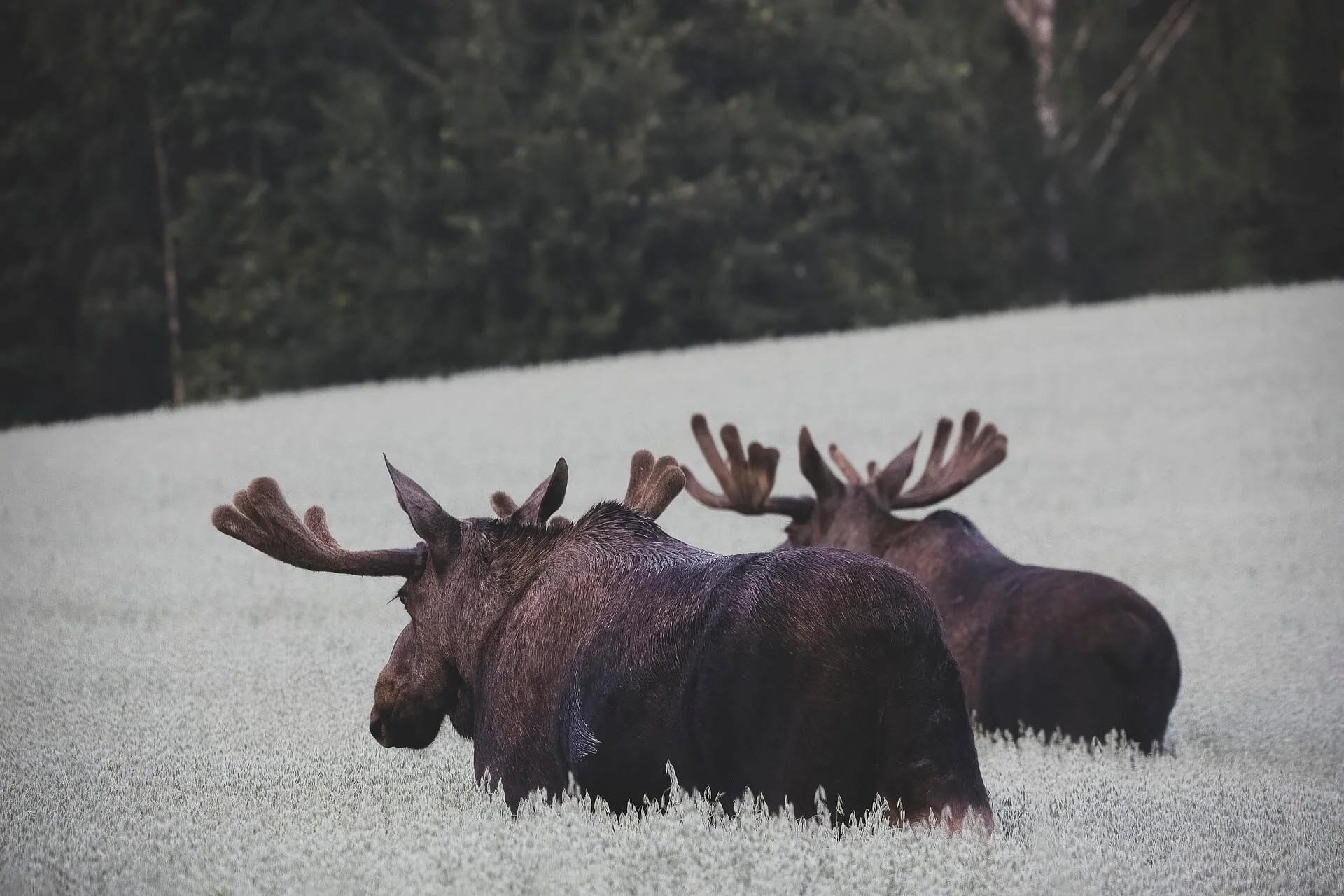 mayos950-moose-7571491_1920.jpg