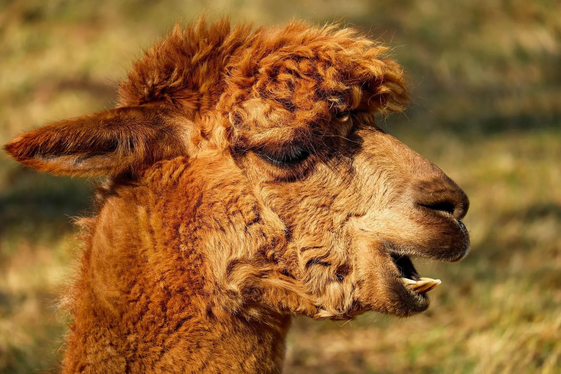 couleur-alpaca-2214650_1920.jpg