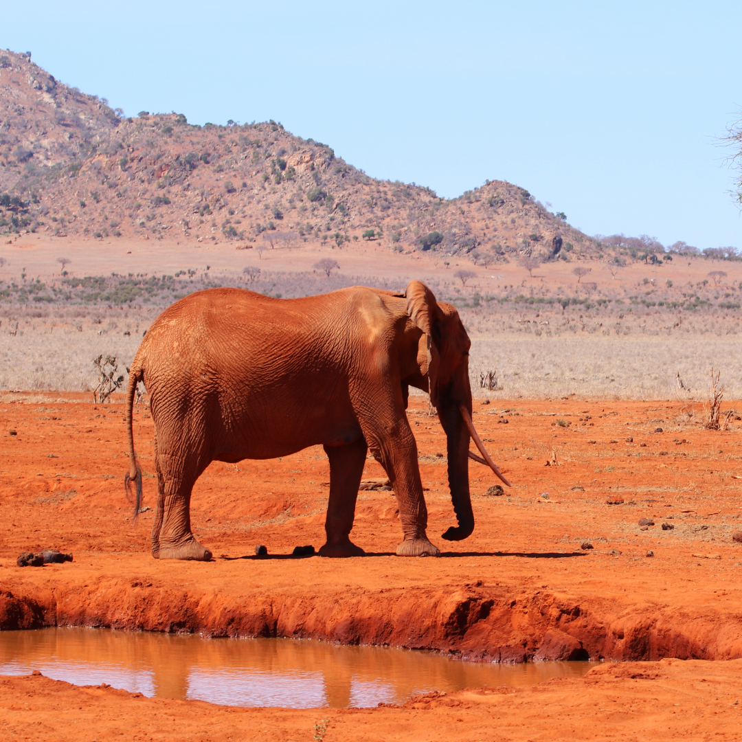 Kenya_3.png