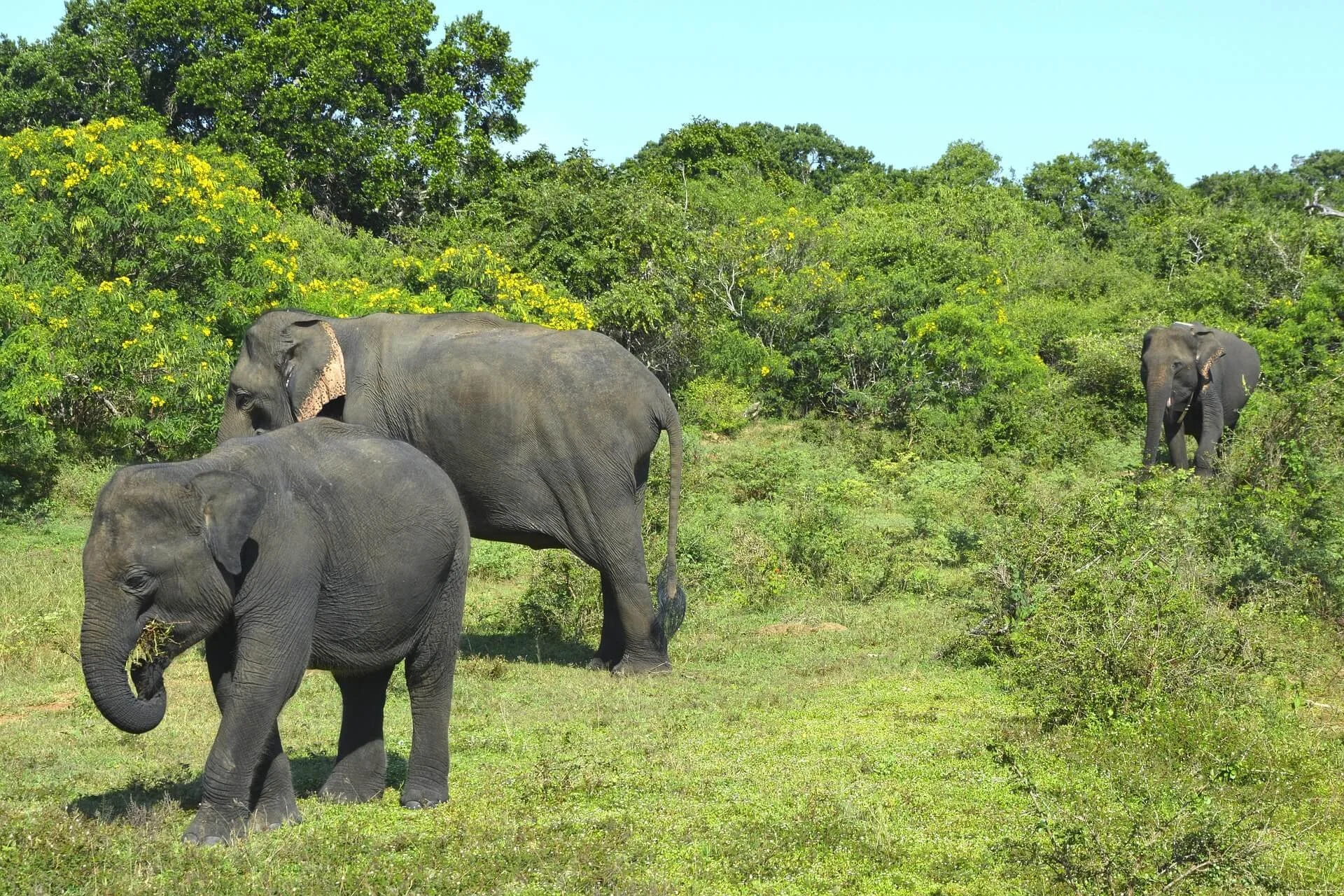 ninaboots-elephants-3751168_1920.jpg