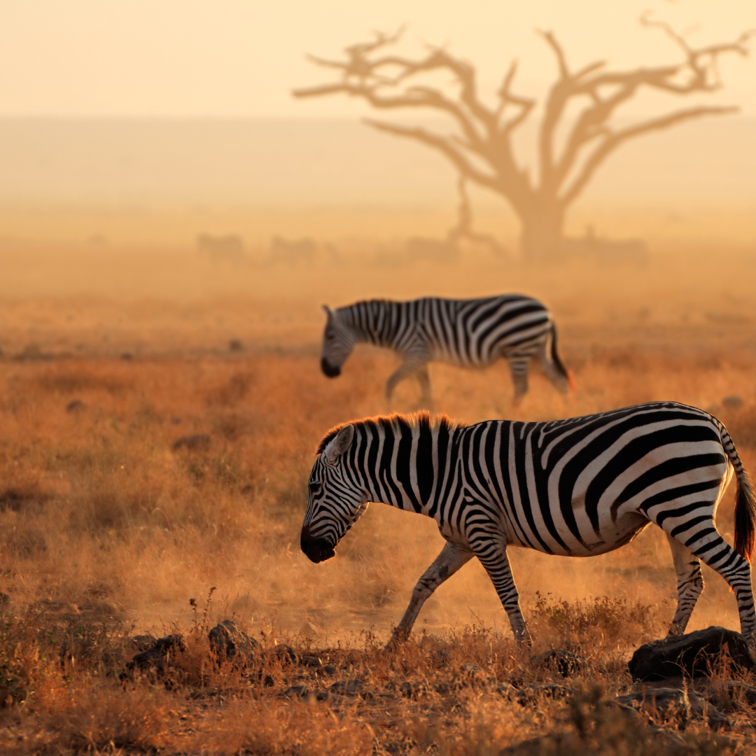 Kenya_10.png