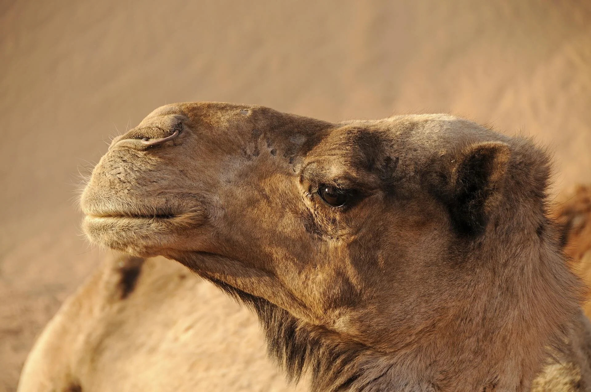 manuela_burkhalter-morocco-5271734_1920.jpg